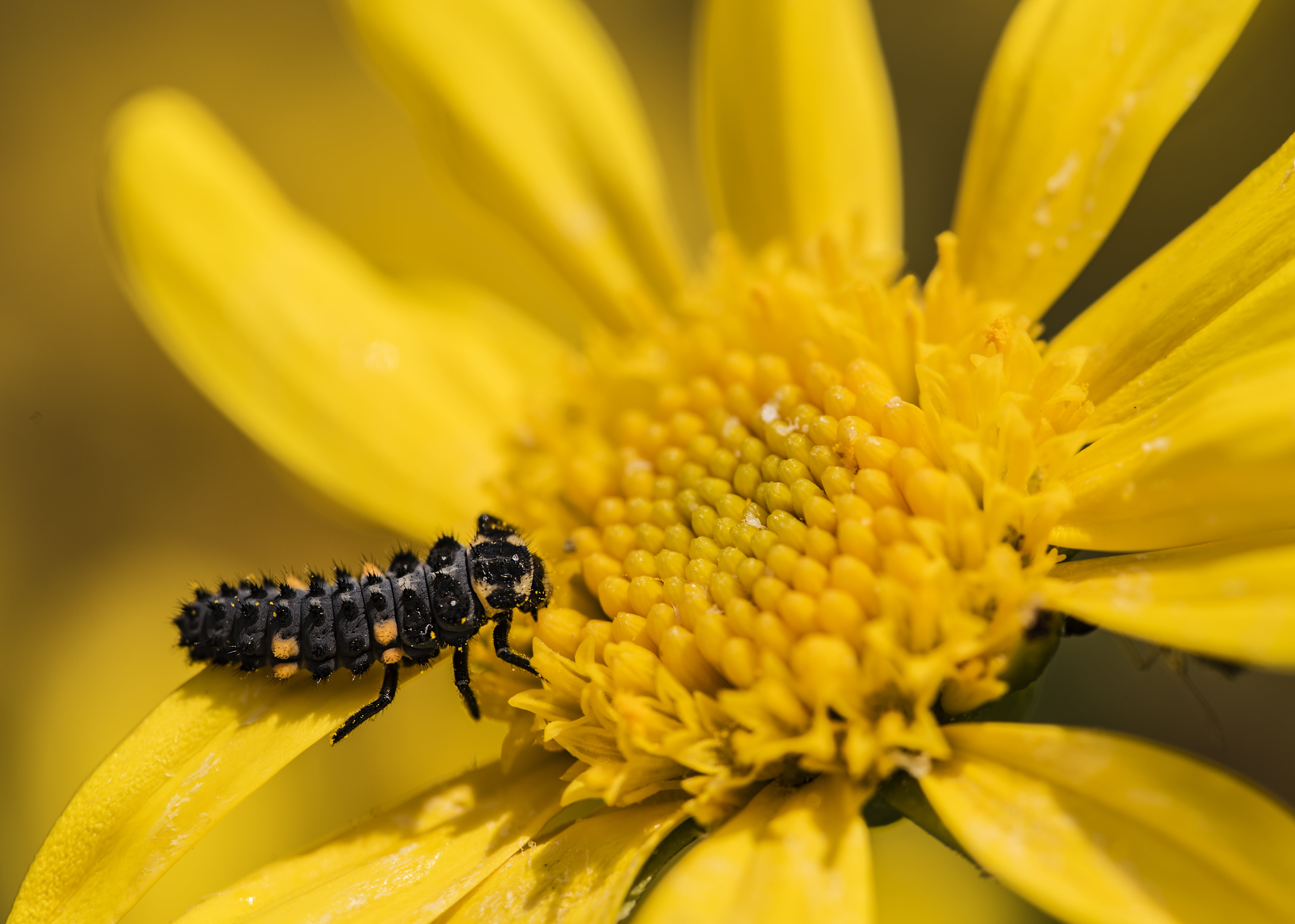 fotografía, focus, plant, summer, insect, nature, spring, Nikon D750, de, close-up, selective focus, fotografia, flickr, 90mm, selective, 4K, pollen, mariquita, HD Wallpaper