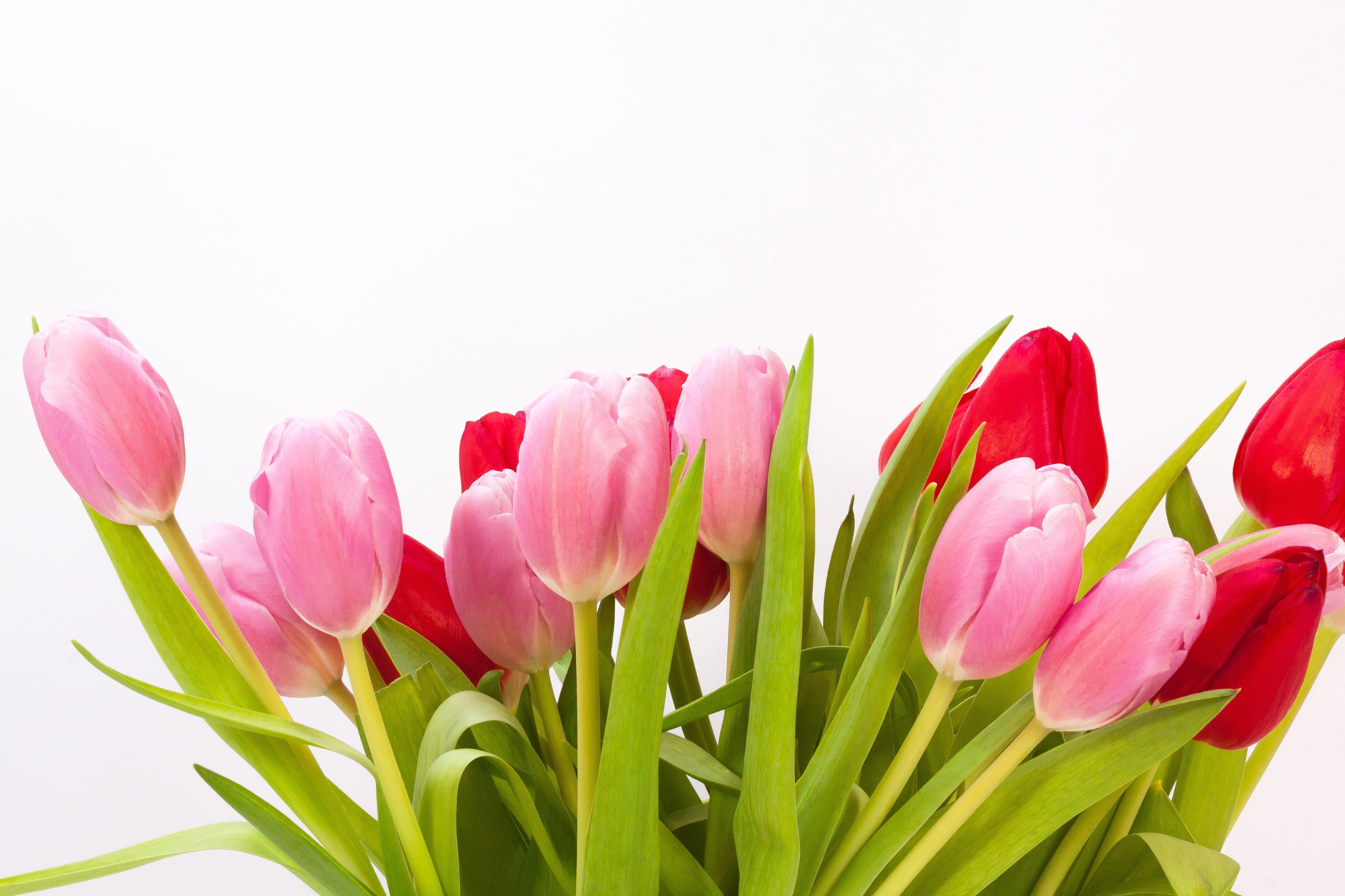 4K, Flowers, Spring, pink Color, bloom, gift, easter, pink, plant part, white Background, pastellfarben, Bouquet, flower bracts, leaf, inflorescence, flower, HD Wallpaper