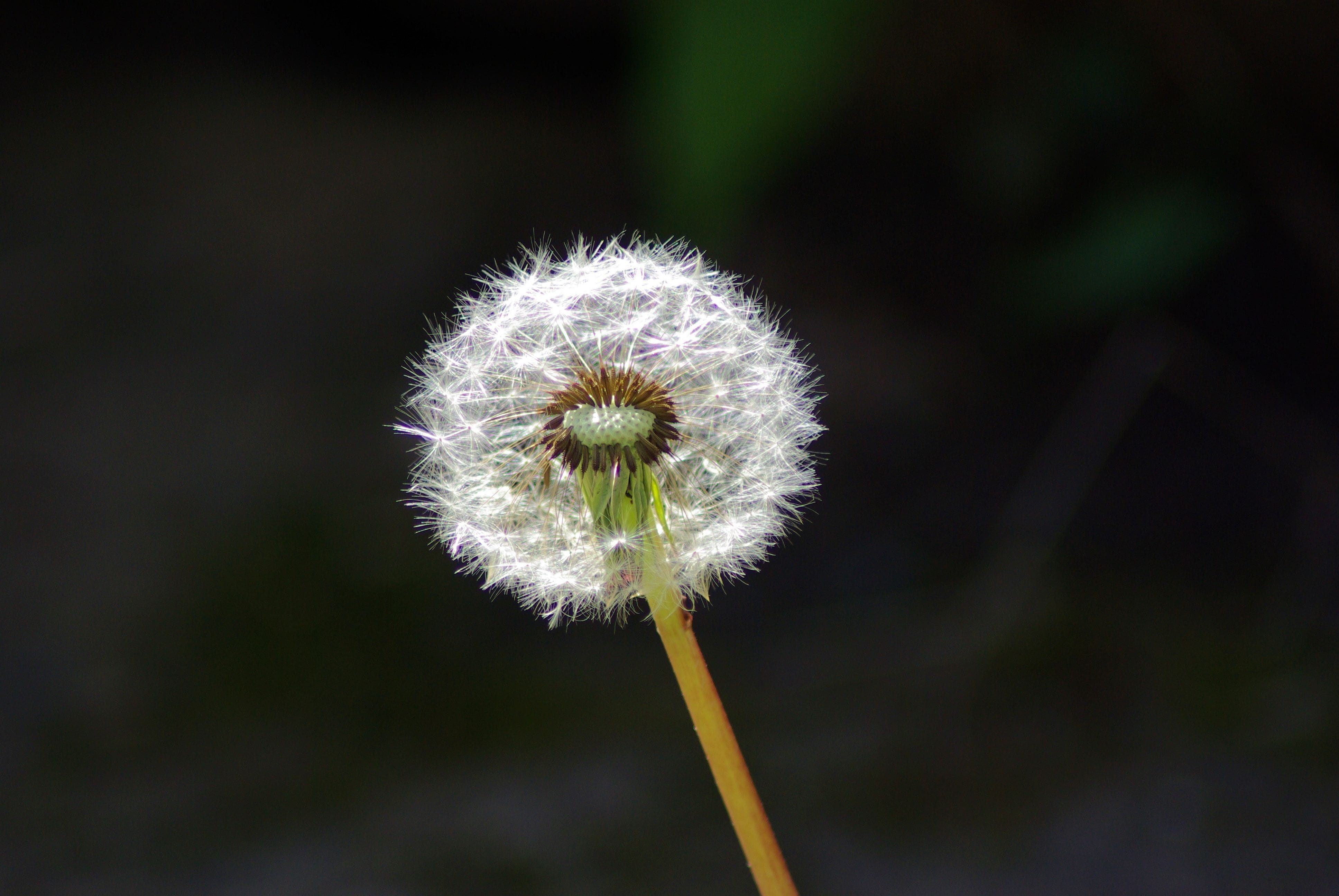 inflorescence, day, outdoors, flower head, growth, clock, 4K, achenes, dandelion seed, no people, focus on foreground, composite, dandelion, softness, HD Wallpaper
