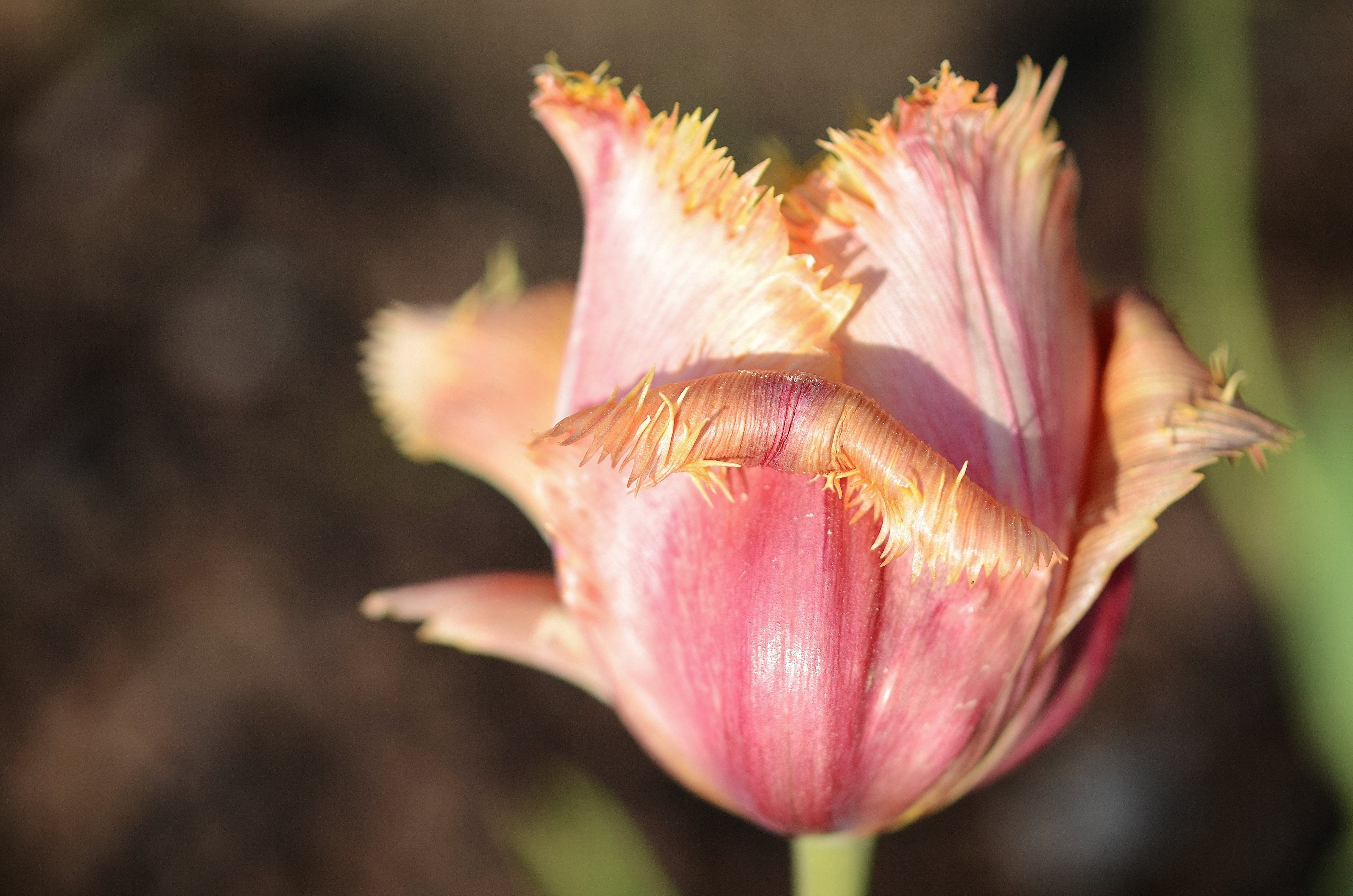 beauty in nature, botany, plant, pink, background image, selective focus, tulip meadow, focus on foreground, textured effect, yellow, sunny day, flora, HD Wallpaper