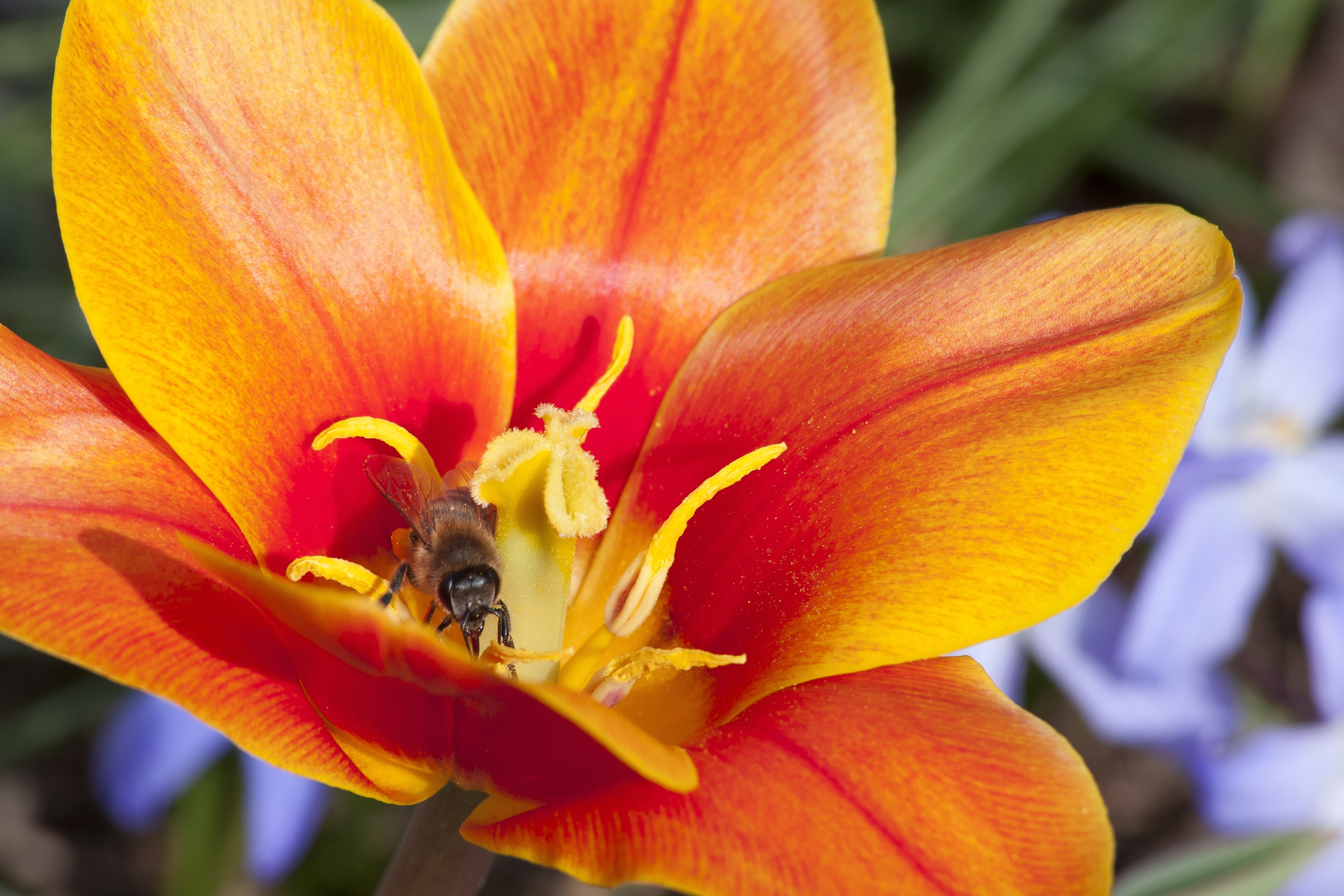 photography, petal, spring, animal wildlife, invertebrate, beauty in nature, tulipa kaufmannia, nature, pollen, flower, plant, 4K, animal themes, schnittblume, HD Wallpaper