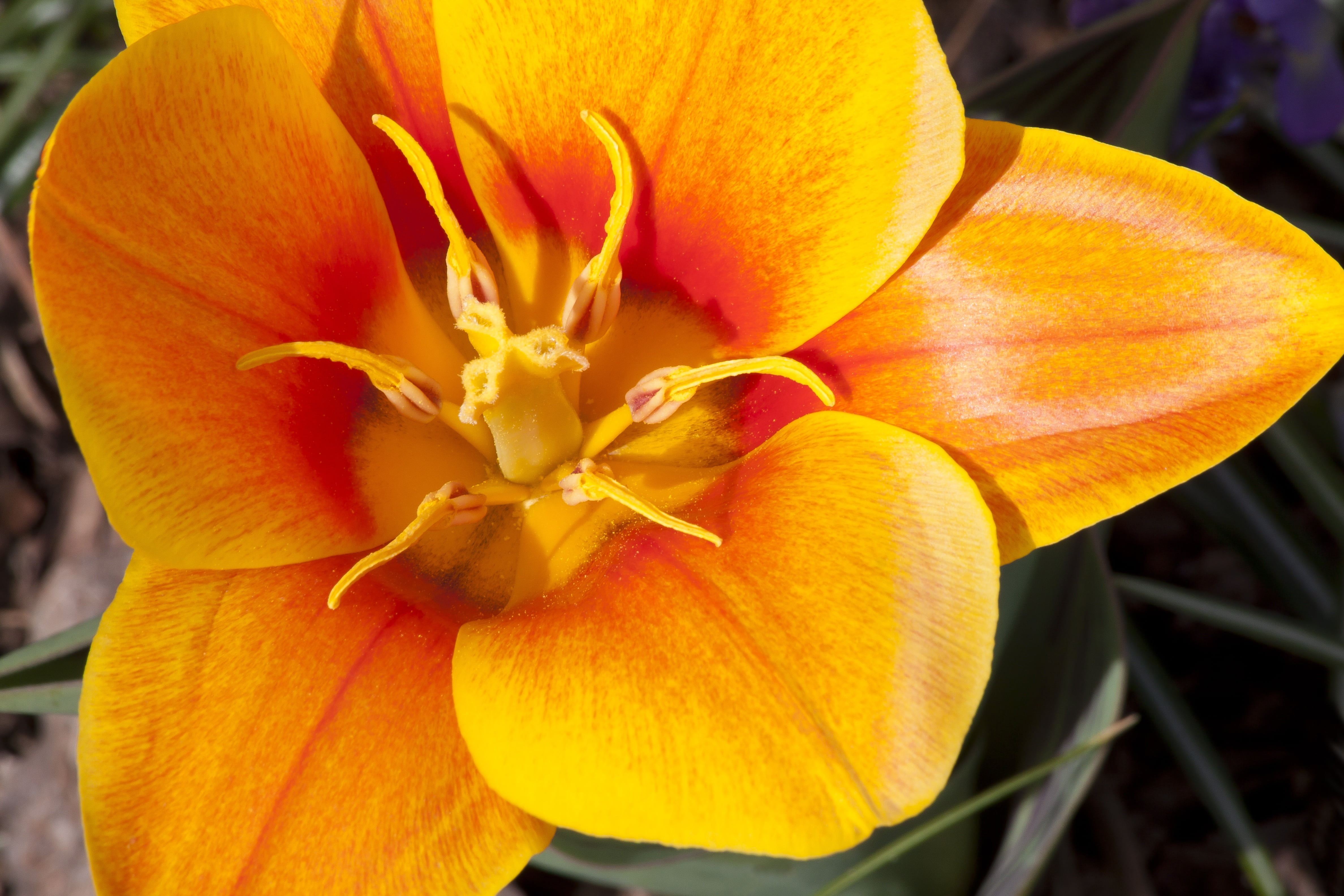 close, garden, orange, nature, inflorescence, flower bracts, flower head, blossom, plant, stamens, bloom, growth, close-up, yellow, flora, petal, tulipa kaufmannia, HD Wallpaper