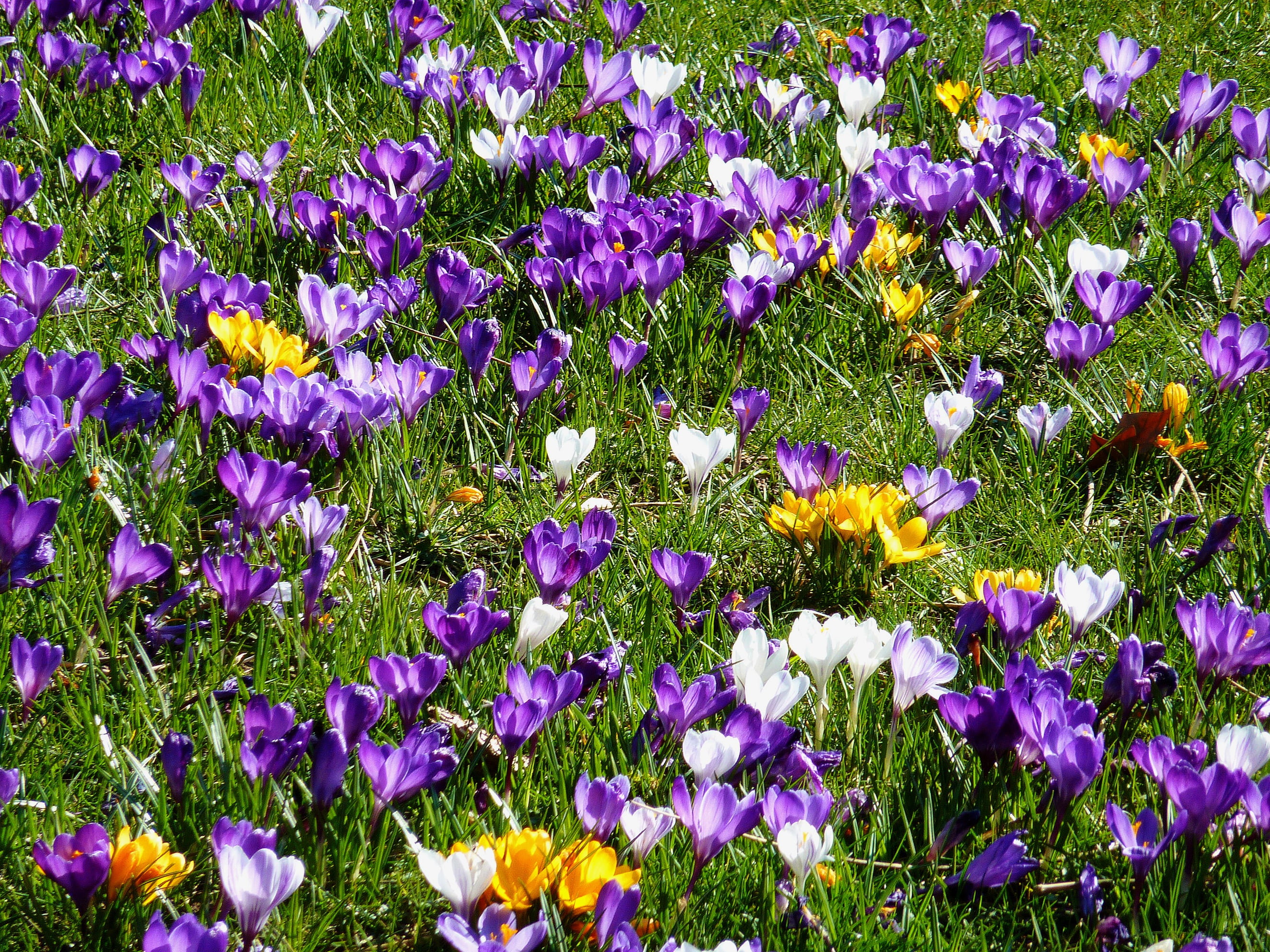 land, tubers, spring, park, flower head, no people, schwertliliengewaechs, freshness, beauty in nature, plant, vulnerability, purple, fragility, flower bracts, HD Wallpaper