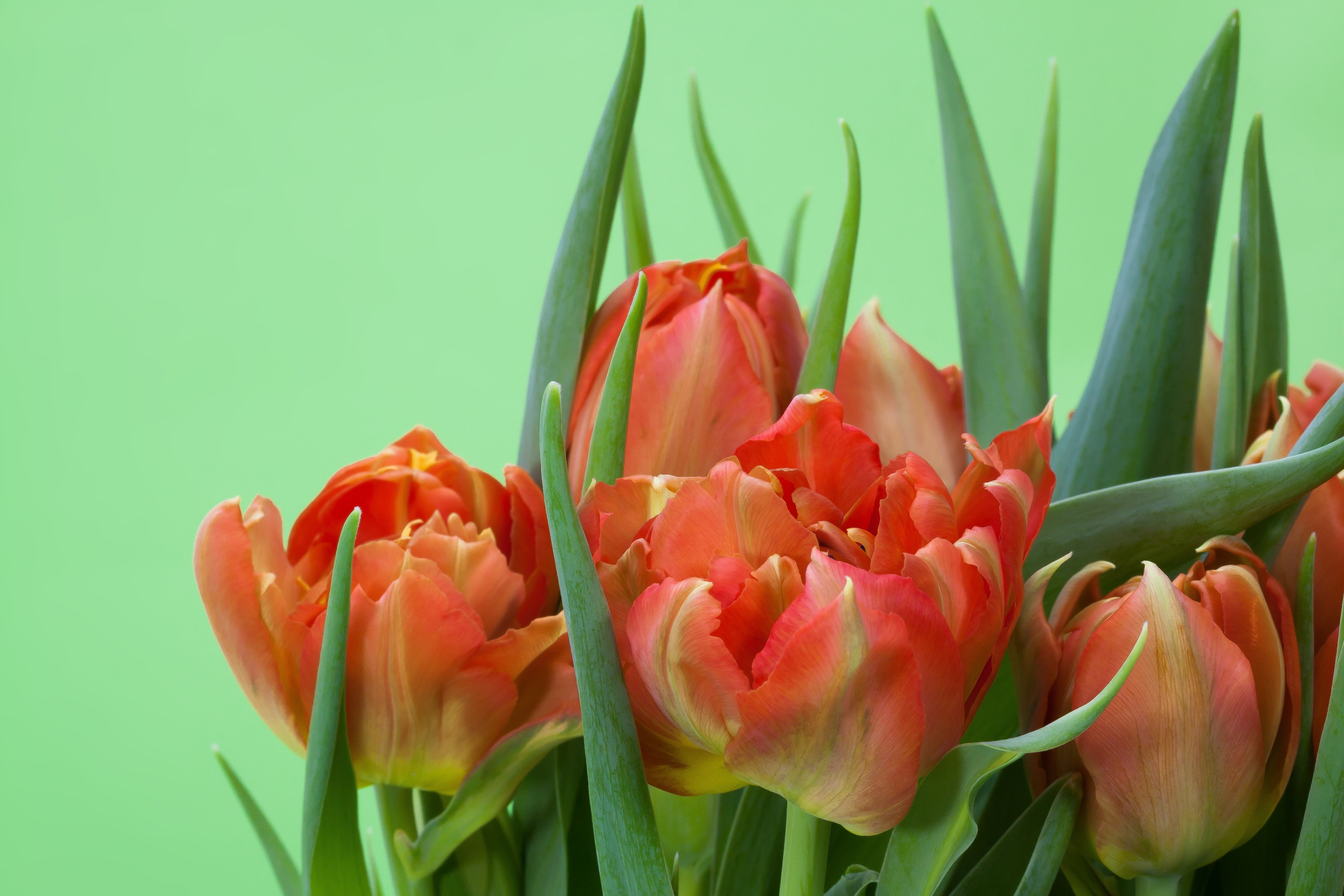 yellow, spring, freshness, plant part, schnittblume, spring awakening, flower Head, red, close-up, bloom, petal, no people, pink Color, flower, growth, HD Wallpaper