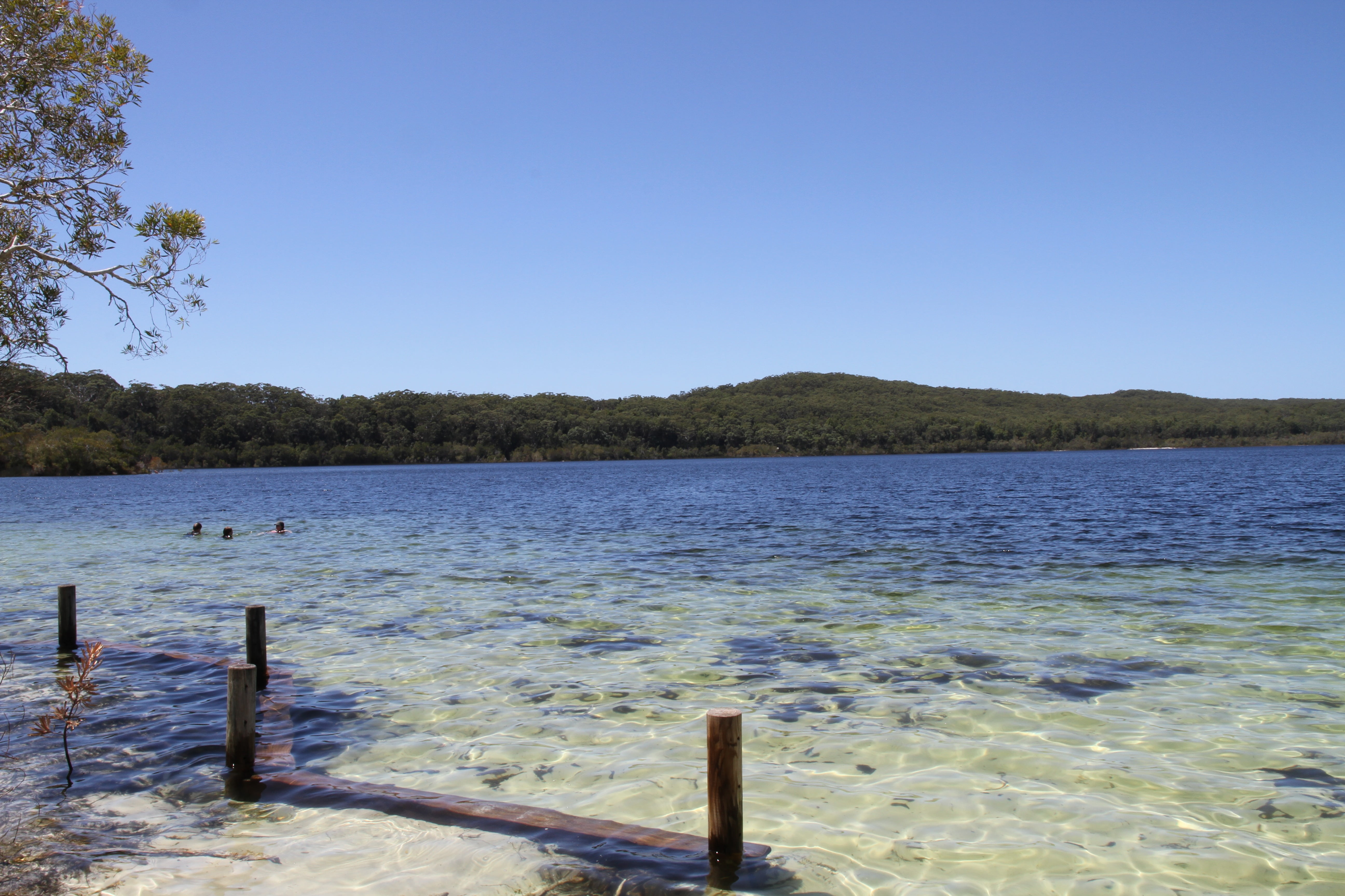 clear sky, blue, outdoors, spring, nature, no people, beauty in nature, travel destinations, australia, west australia, tranquil scene, tree, 5K, plant, HD Wallpaper