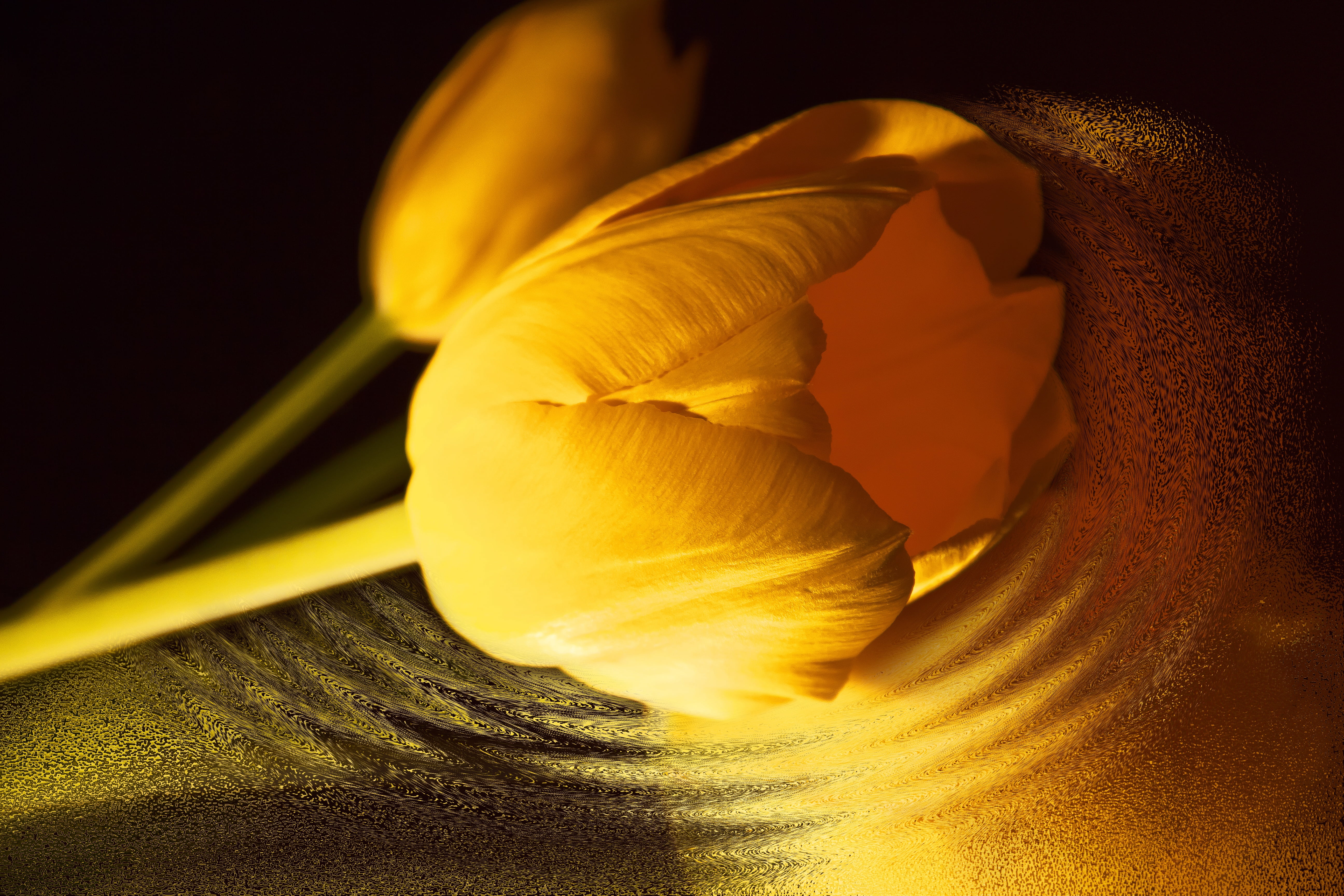 indoors, beauty in nature, schnittblume, flowering plant, vulnerability, white, flower, orange color, flowers, bloom, close-up, flora, table, flower head, HD Wallpaper