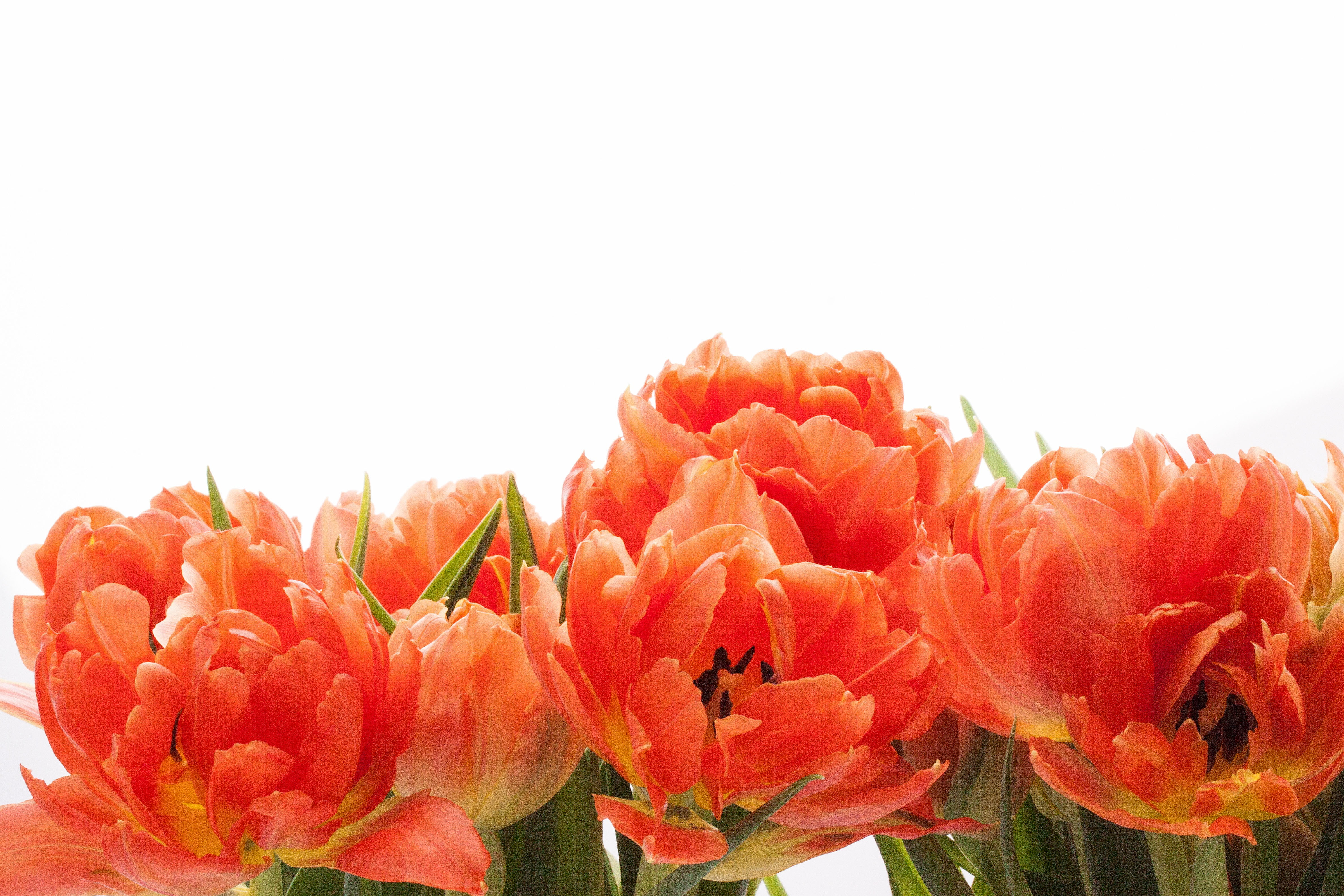 petaled, orange, flora, inflorescence, green, schnittblume, white background, lily, no people, flower bracts, flowering plant, studio shot, plant, tulip, HD Wallpaper