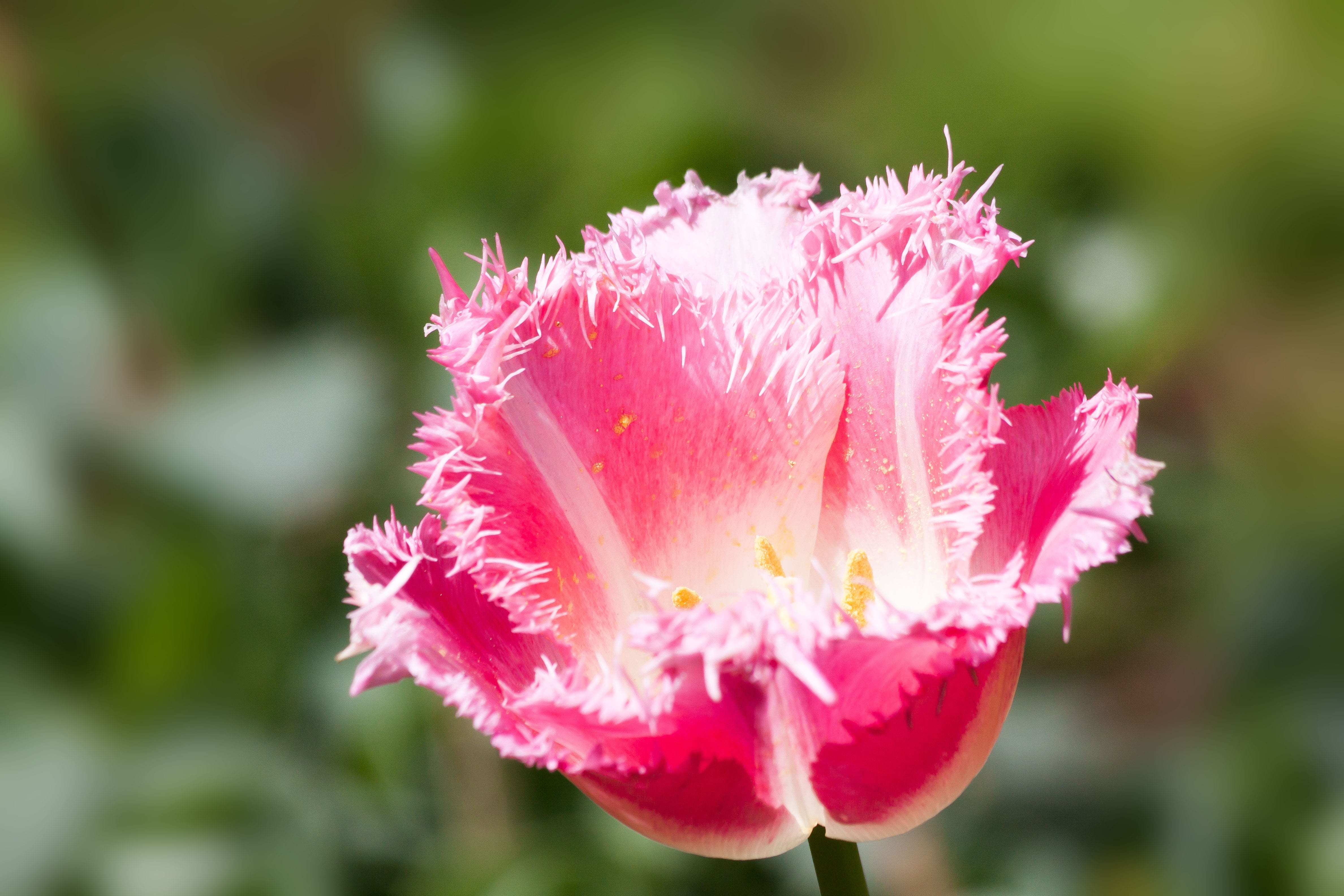 inflorescence, blossom, flower, flora, in the, flowering plant, freshness, no people, flower bracts, spring, bloom, pink, growth, flowers, white, 4K, fragility, HD Wallpaper