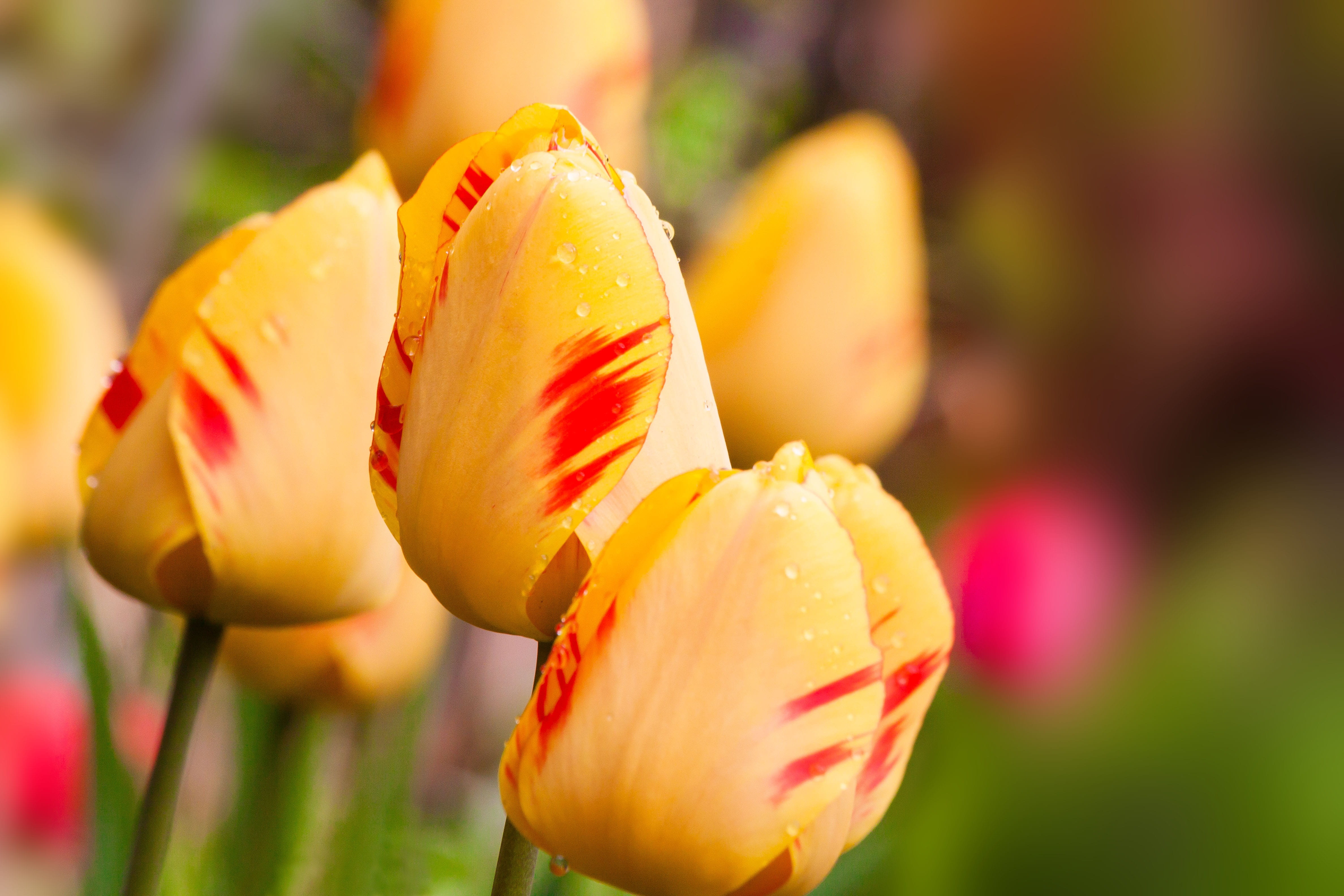 freshness, nature, lily, water, plant, dew, flowering plant, blossom, focus on foreground, spring, fragility, flowers, vulnerability, bloom, yellow, 4K, HD Wallpaper