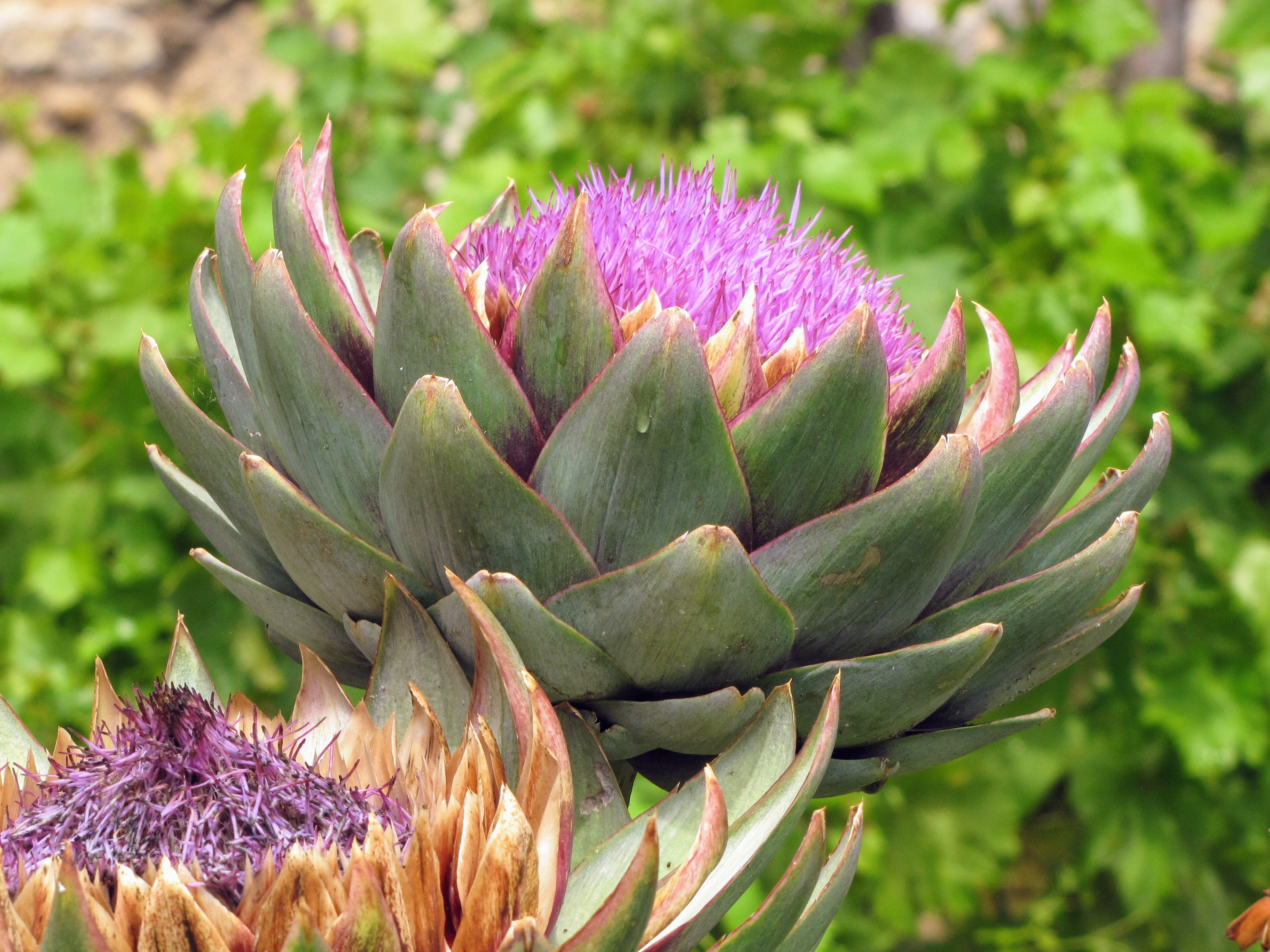 no people, sunflower or composite family, thistle, Flower, 2K, day, food and drink, focus on foreground, beauty in nature, Artichoke, Bracts, plant, outdoors, HD Wallpaper