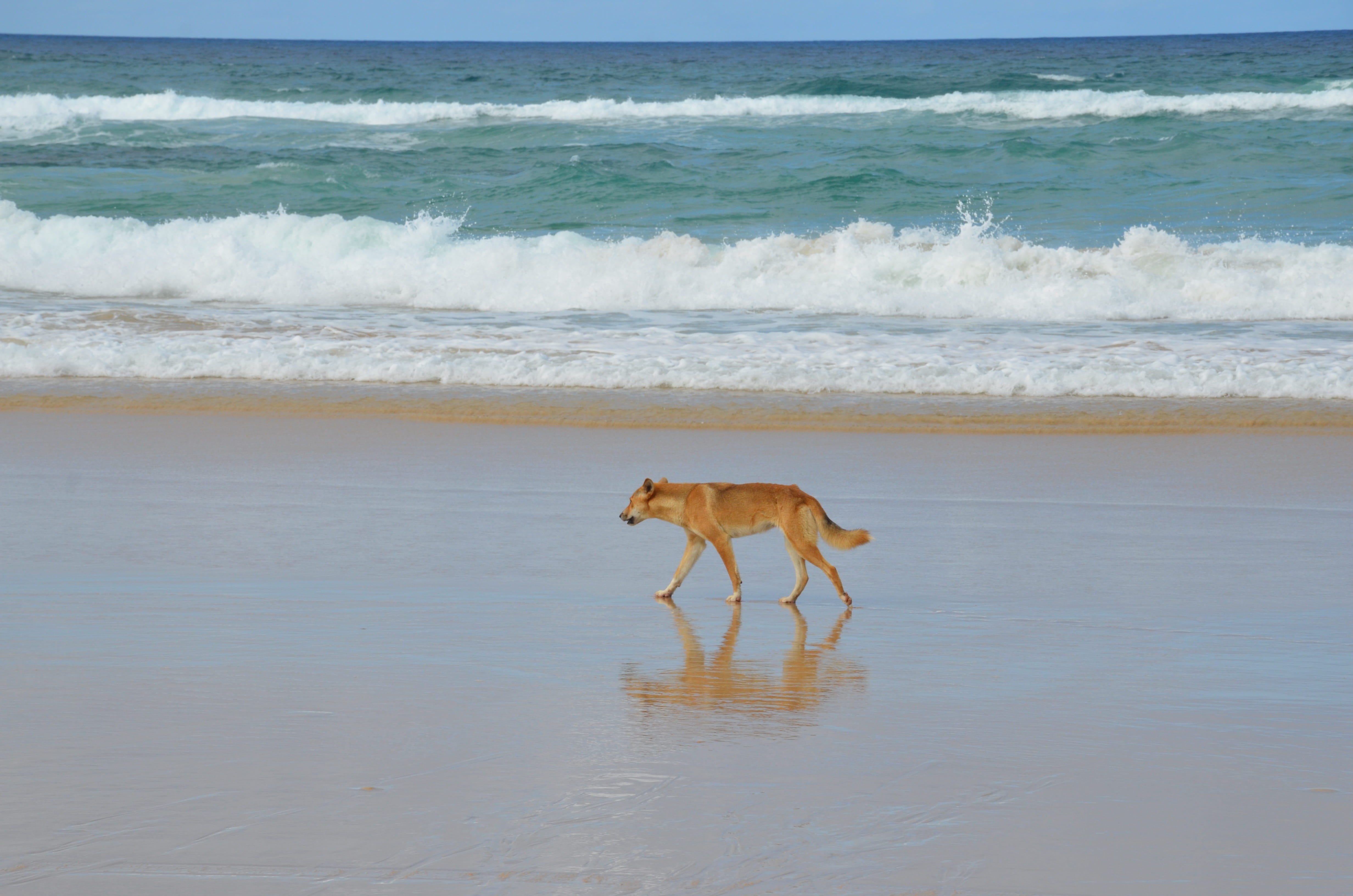 animal themes, one animal, nature, canine, surfing, sea, horizon over water, dog, mammal, 4K, beauty in nature, animal, beach, motion, dingo, fraser island, HD Wallpaper