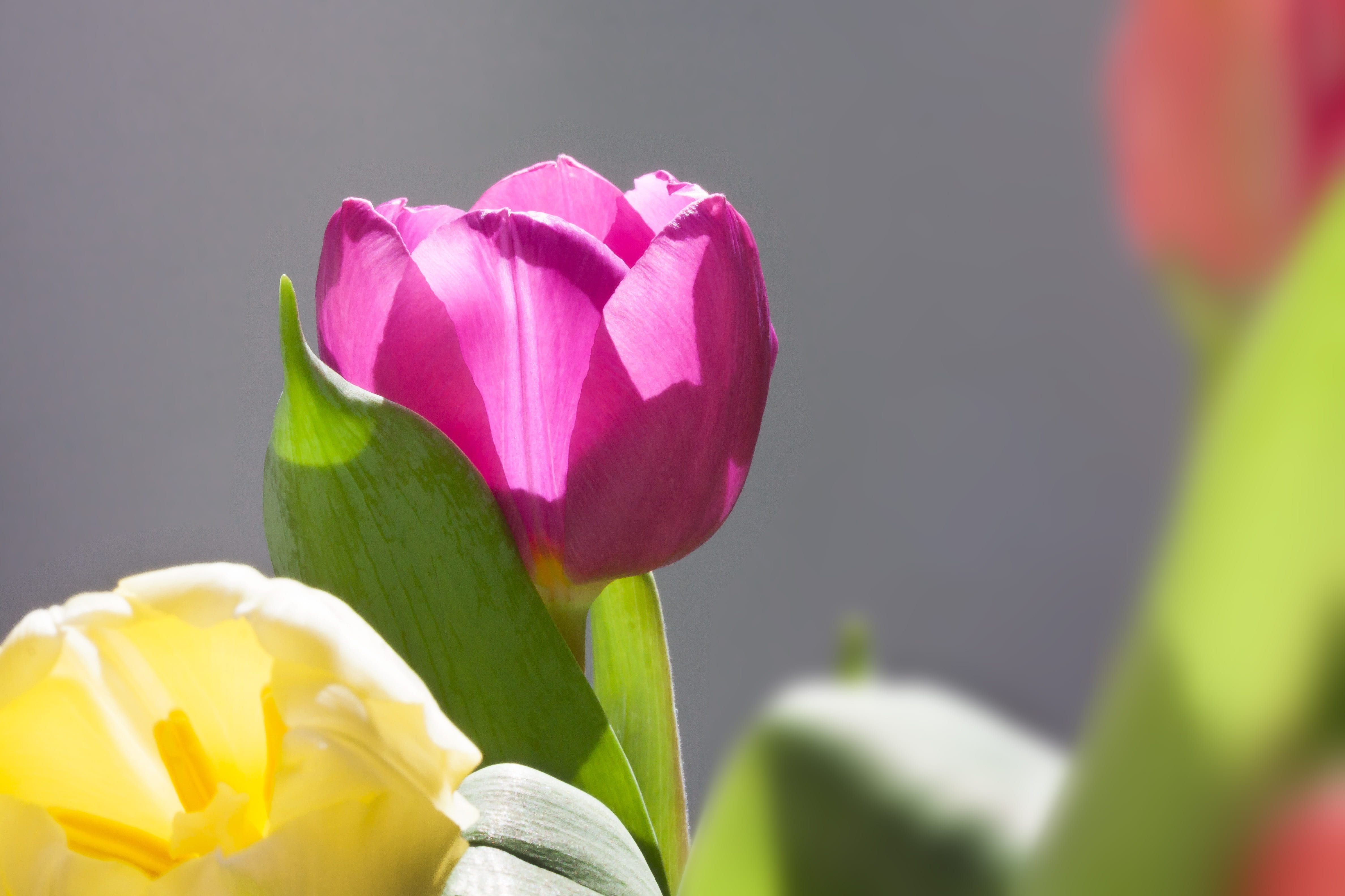 flora, flowers, spring awakening, blossom, tulips, schnittblume, purple, studio shot, bouquet, springtime, nature, beauty in nature, flower head, plant, HD Wallpaper