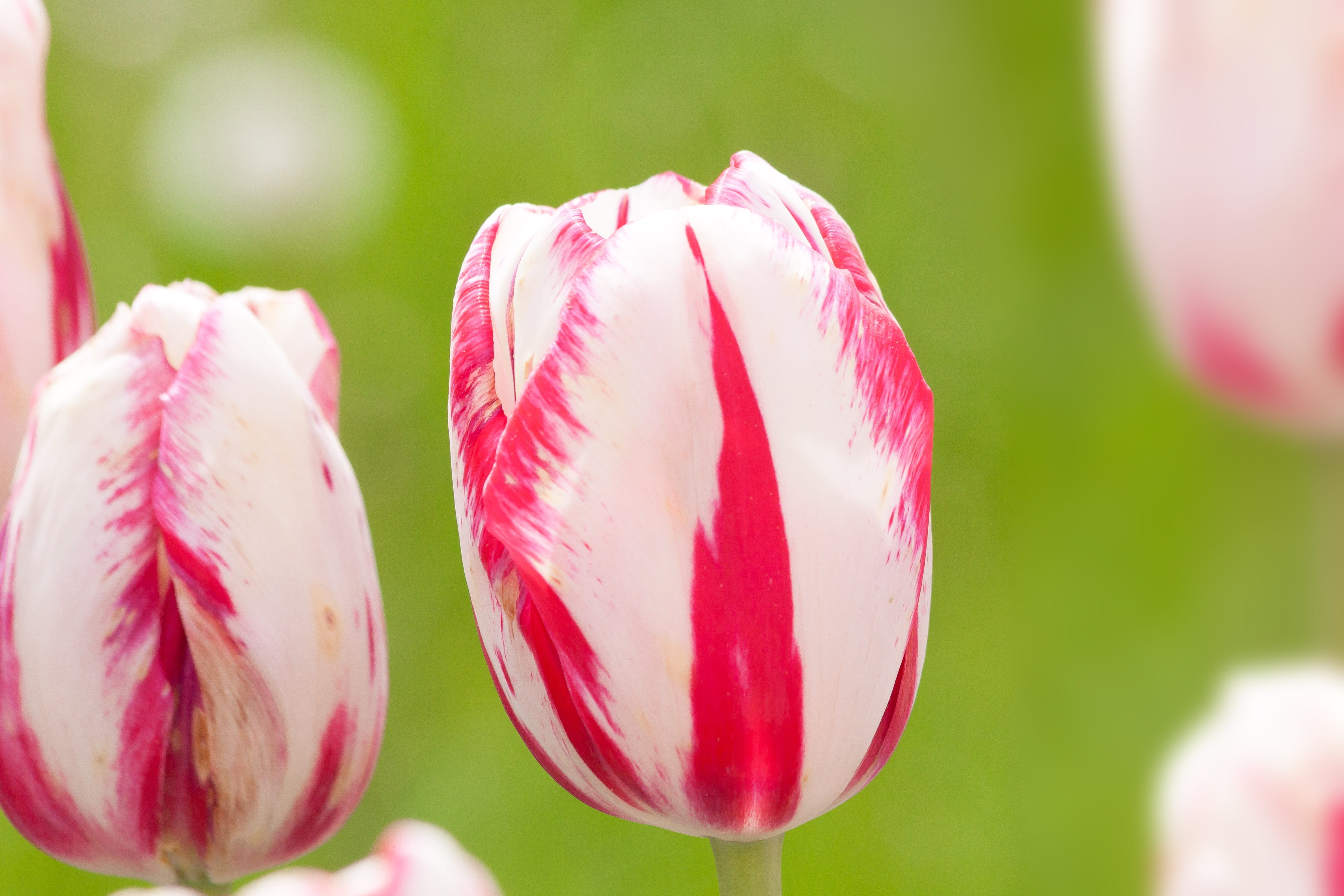 Flowers, freshness, 4K, focus on foreground, macro, Lily, flower bracts, in the, no people, Tulips, petal, vulnerability, flower head, blossom, beauty in nature, HD Wallpaper