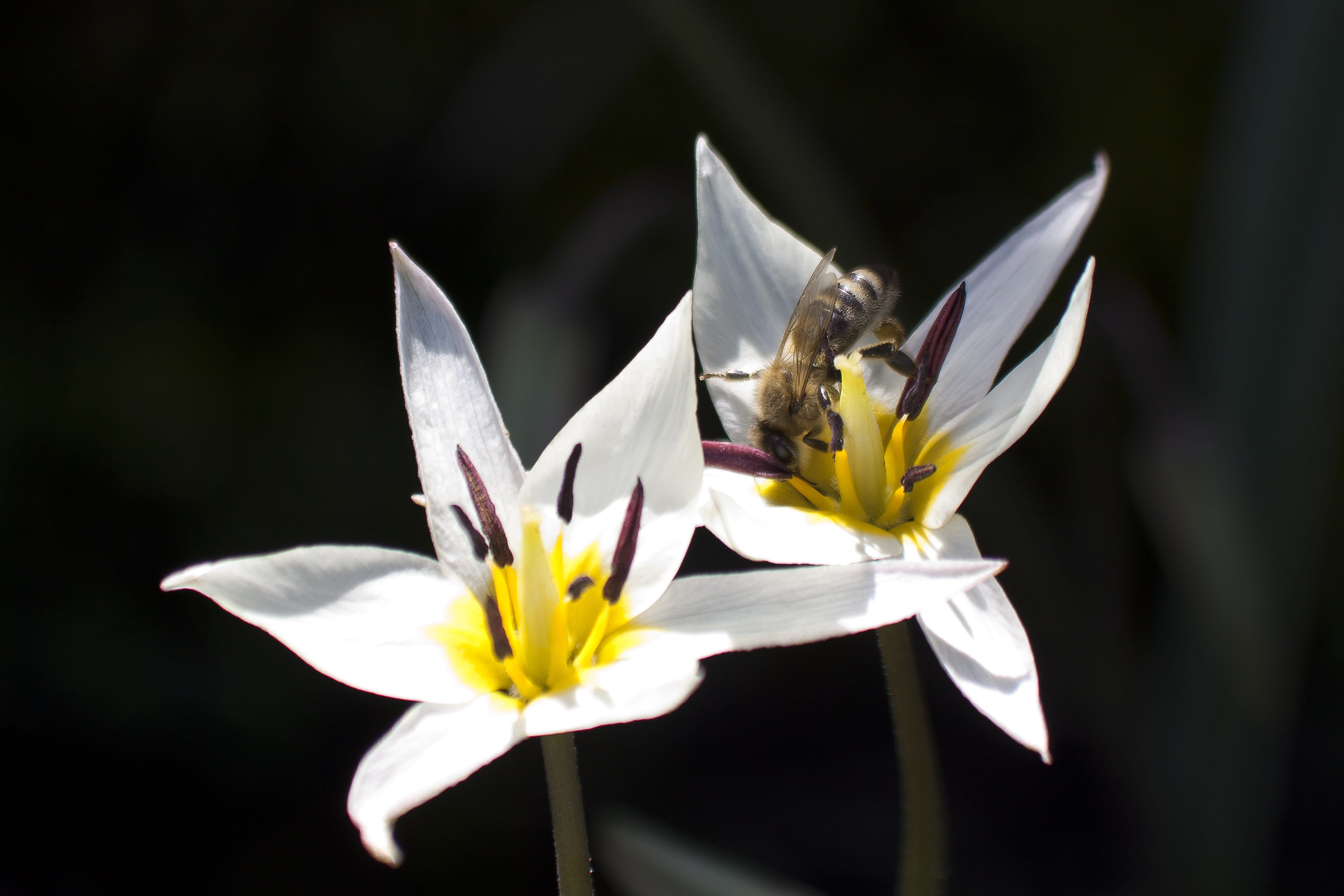 flowering plant, Stamens, flora, animal, plant, 4K, insect, Stamp, Bee, white color, garden, black background, nature, lily family, flower, no people, HD Wallpaper