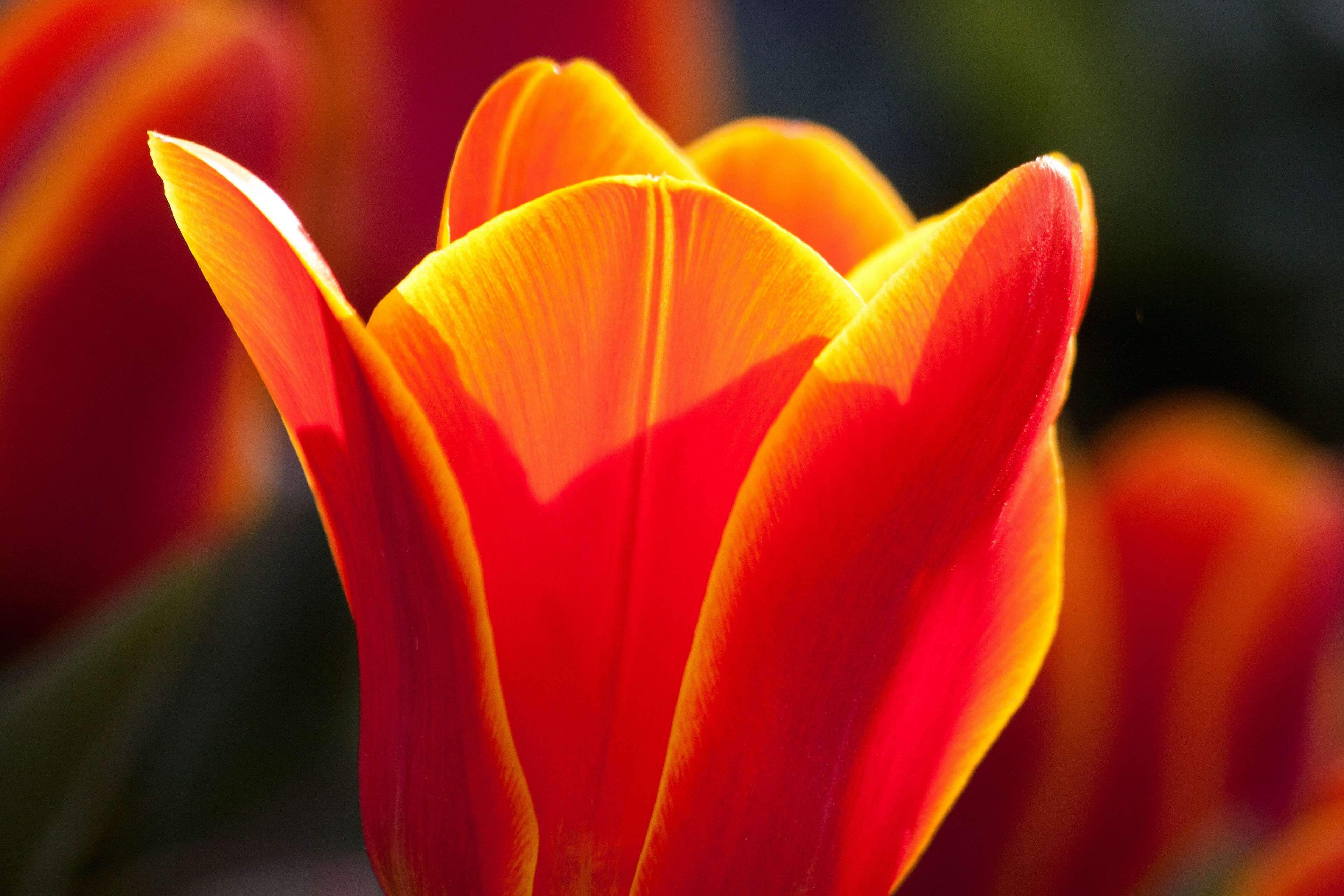 red, flowerbed, orange color, petal, fragility, flower bracts, close, outdoors, 4K, flower head, flowering plant, no people, flower, lily, blossom, freshness, HD Wallpaper