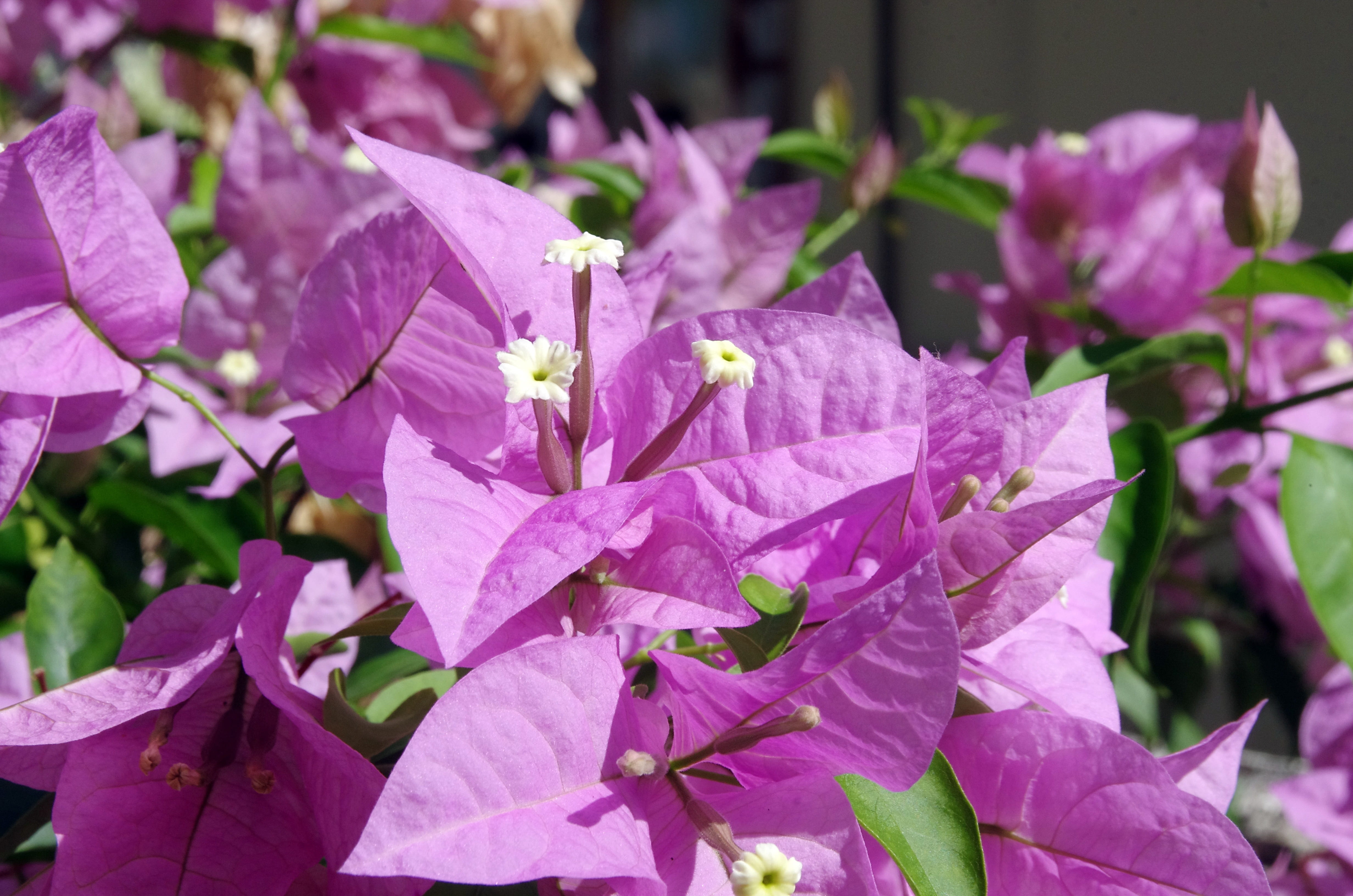 exotic, bougainvillea, purple, beauty in nature, violet, outdoors, plant, bracts, inflorescence, 4K, plant part, close-up, springtime, flowering plant, HD Wallpaper