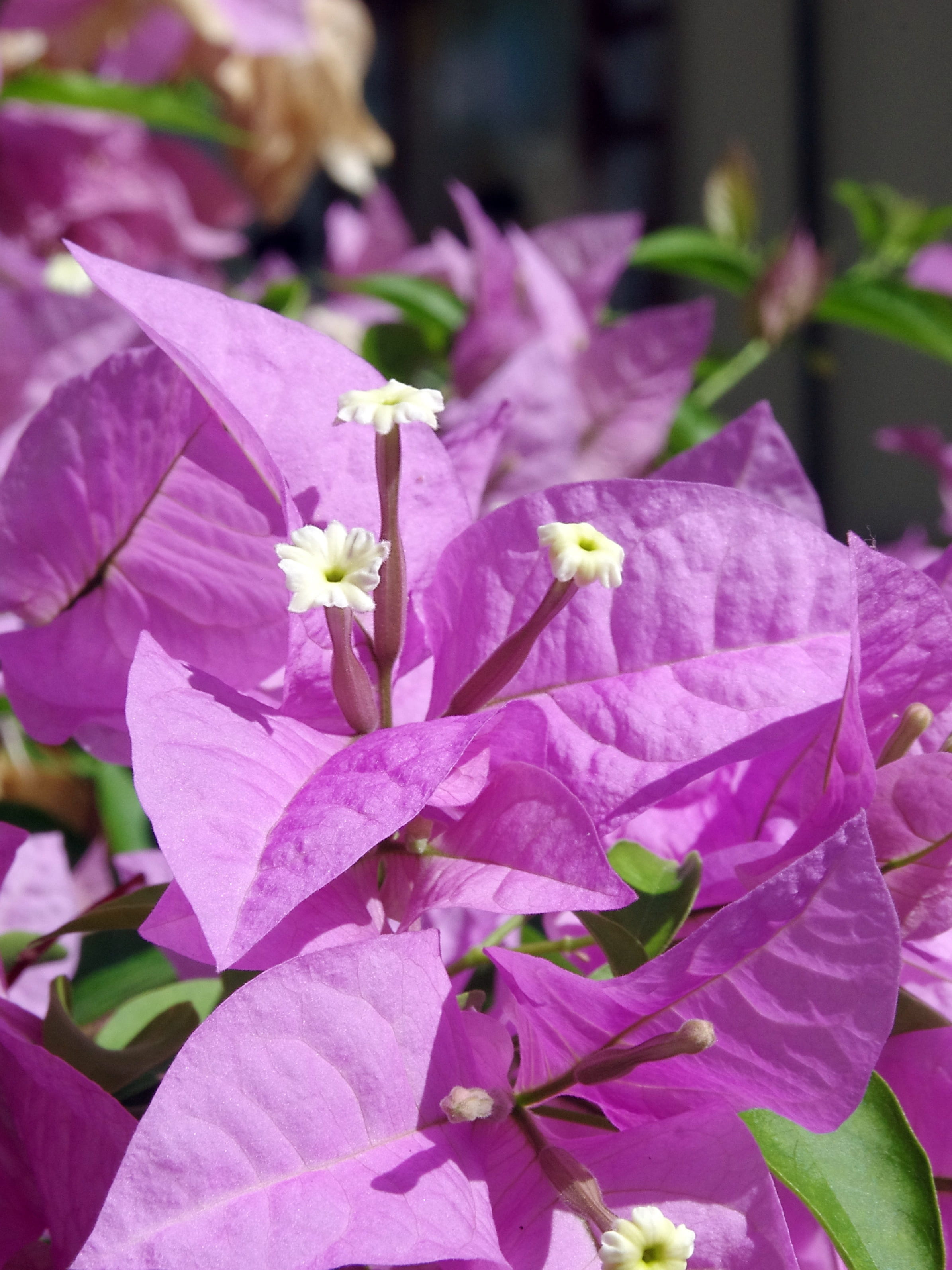 violet, beauty in nature, fragility, nyctaginaceae, bougainvillea, focus on foreground, petal, growth, flowering plant, 2K, plant part, exotic, white, Phone HD Wallpaper
