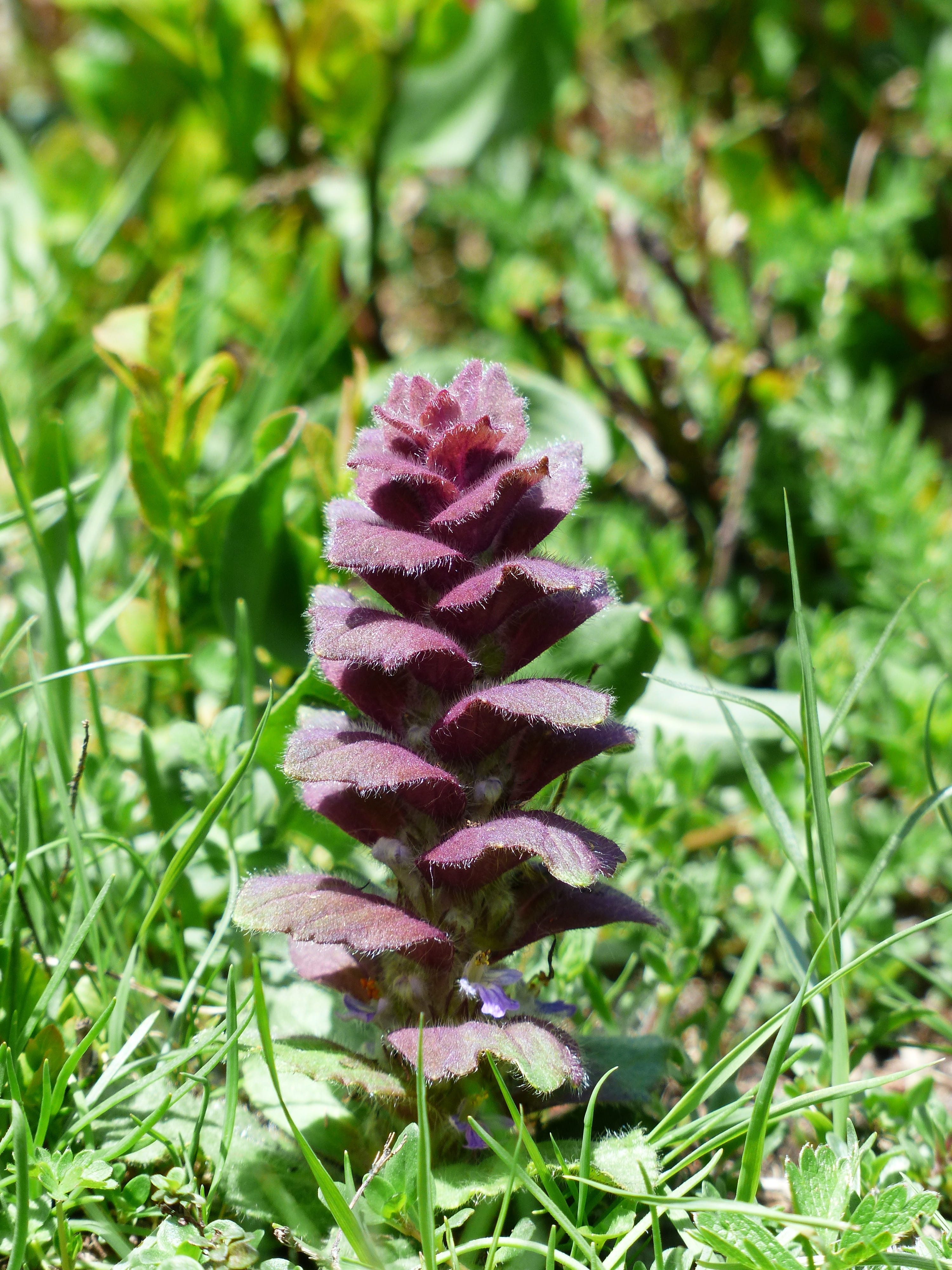 ellyptic, hair, leaves, pink color, fragility, red, nature, flowers, reddish, flower, ajuga pyramidalis l, pyramid, lamiaceae, outdoors, medicinal plant, Phone HD Wallpaper