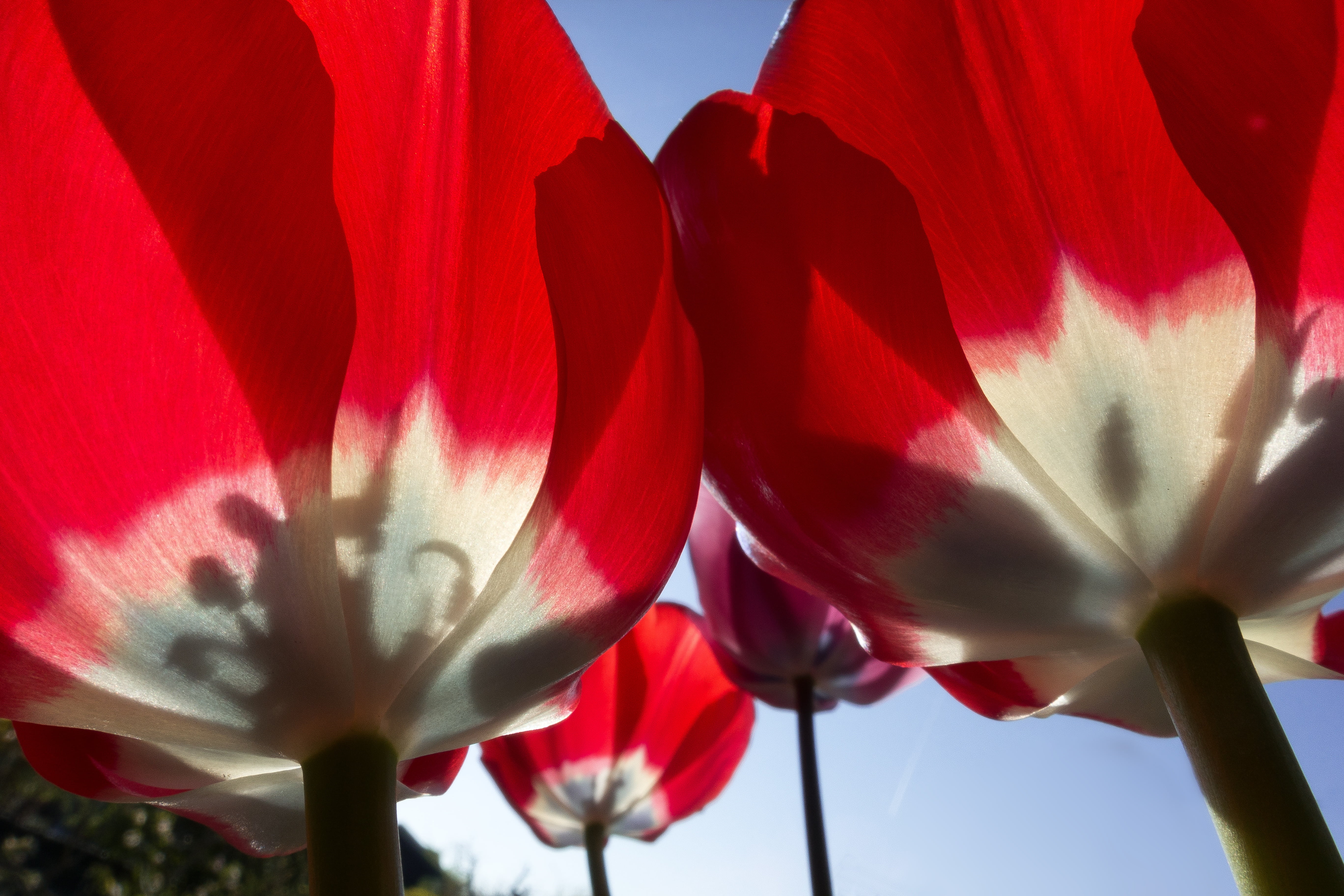 white, valentines day - holiday, flower Head, tulip, celebration, lily family, schnittblume, fragility, beauty In Nature, flower bracts, red, no people, HD Wallpaper