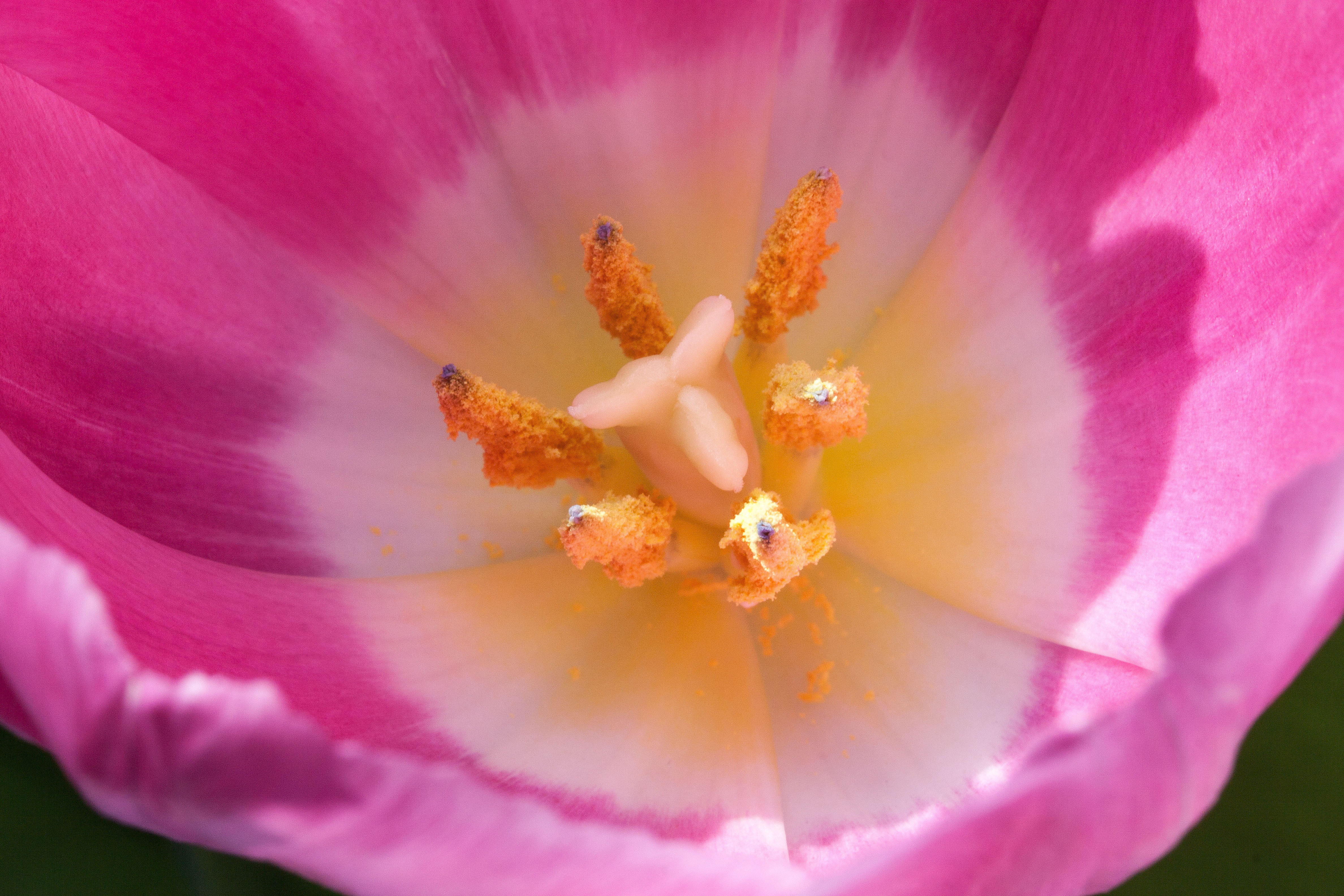 plant, pastellfarben, beauty in nature, pink, flora, macro, close-up, no people, spring, growth, flowers, fragility, springtime, tulips, flower head, pollen, HD Wallpaper
