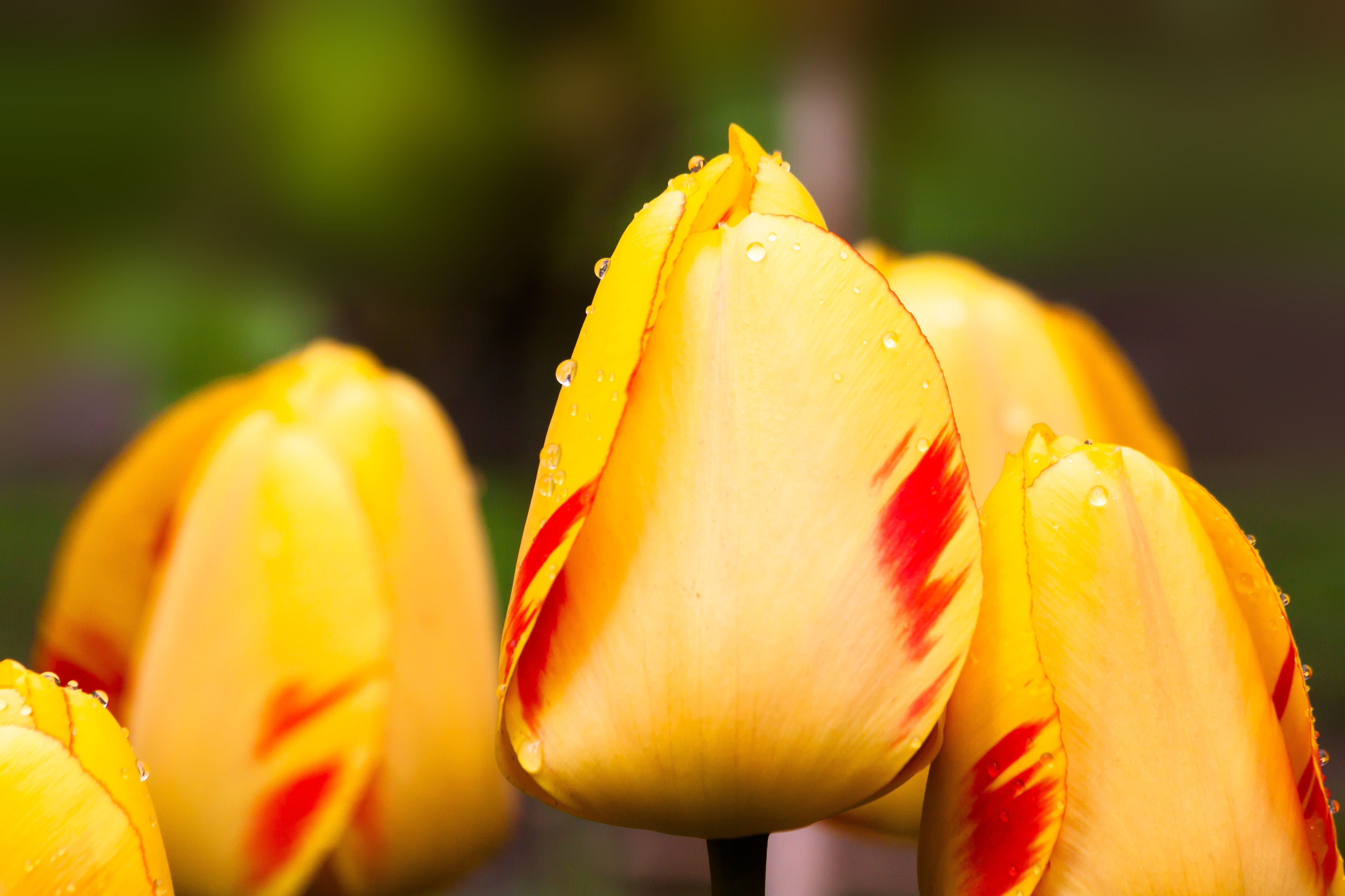 tulips, focus on foreground, flowering plant, petal, flower head, flora, red, schnittblume, beauty in nature, spring, flowers, tulip, lenz, garden, plant, HD Wallpaper