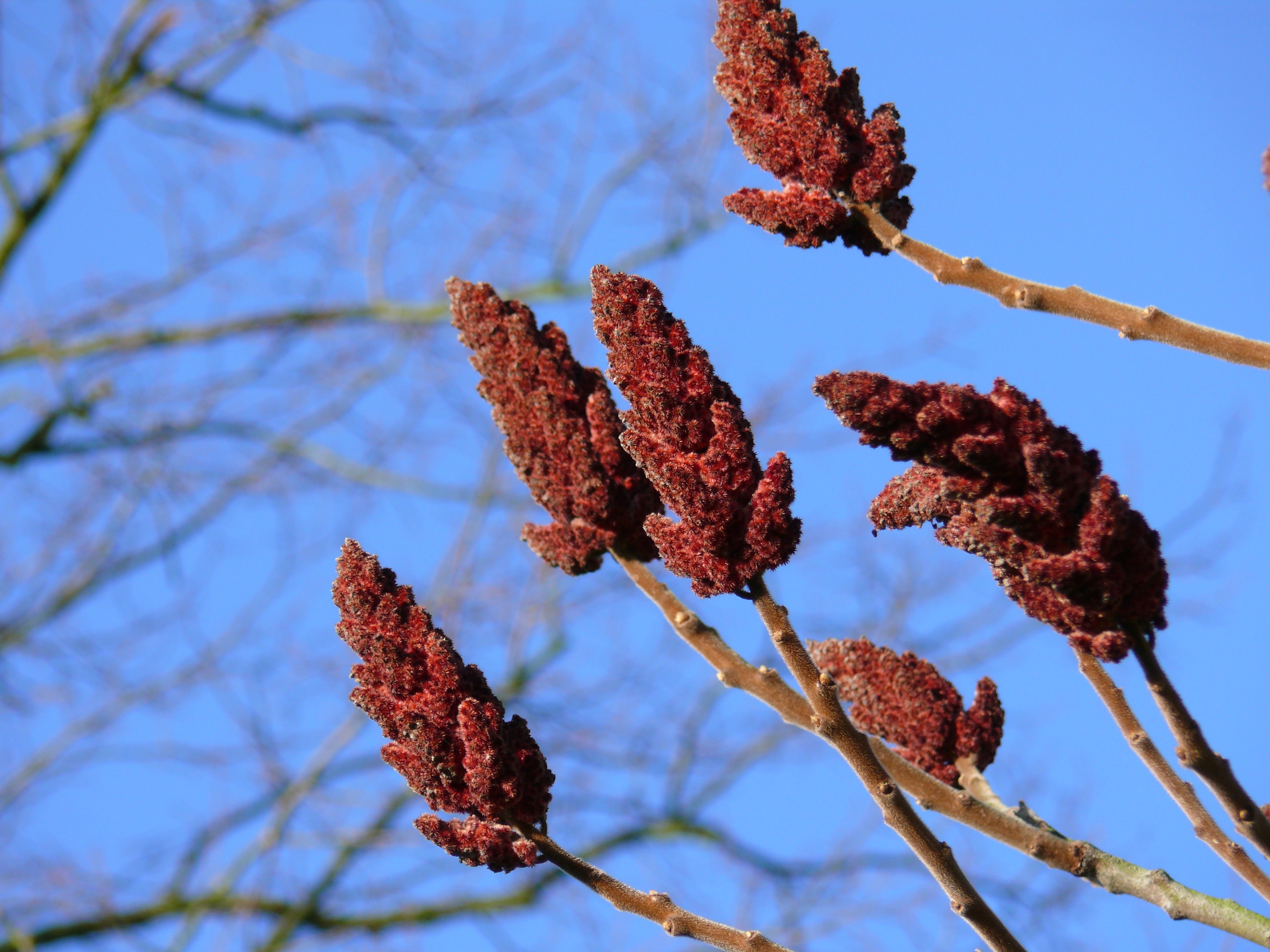 nature, low angle view, growth, 2K, outdoors, blue, flowering plant, sky, willow tree, no people, flower, winter, fragility, twig, cold temperature, vulnerability, HD Wallpaper