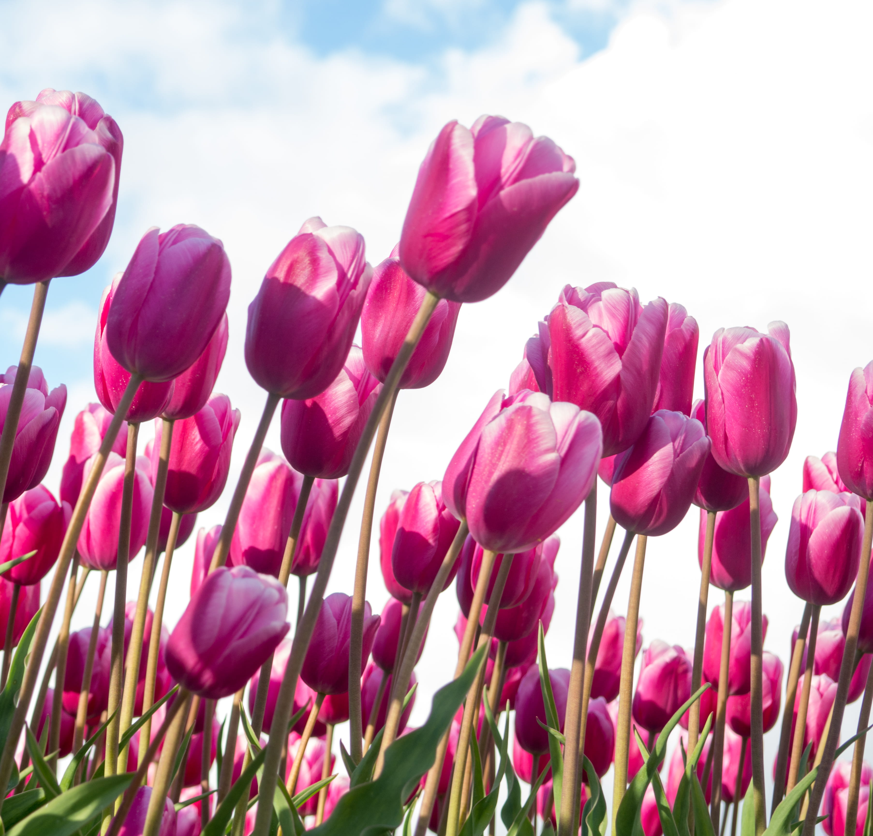 purple, flowering plant, flower, plant stem, fragility, tulp, red, outdoors, no people, inflorescence, pink color, flower head, vulnerability, sky, tulip, HD Wallpaper