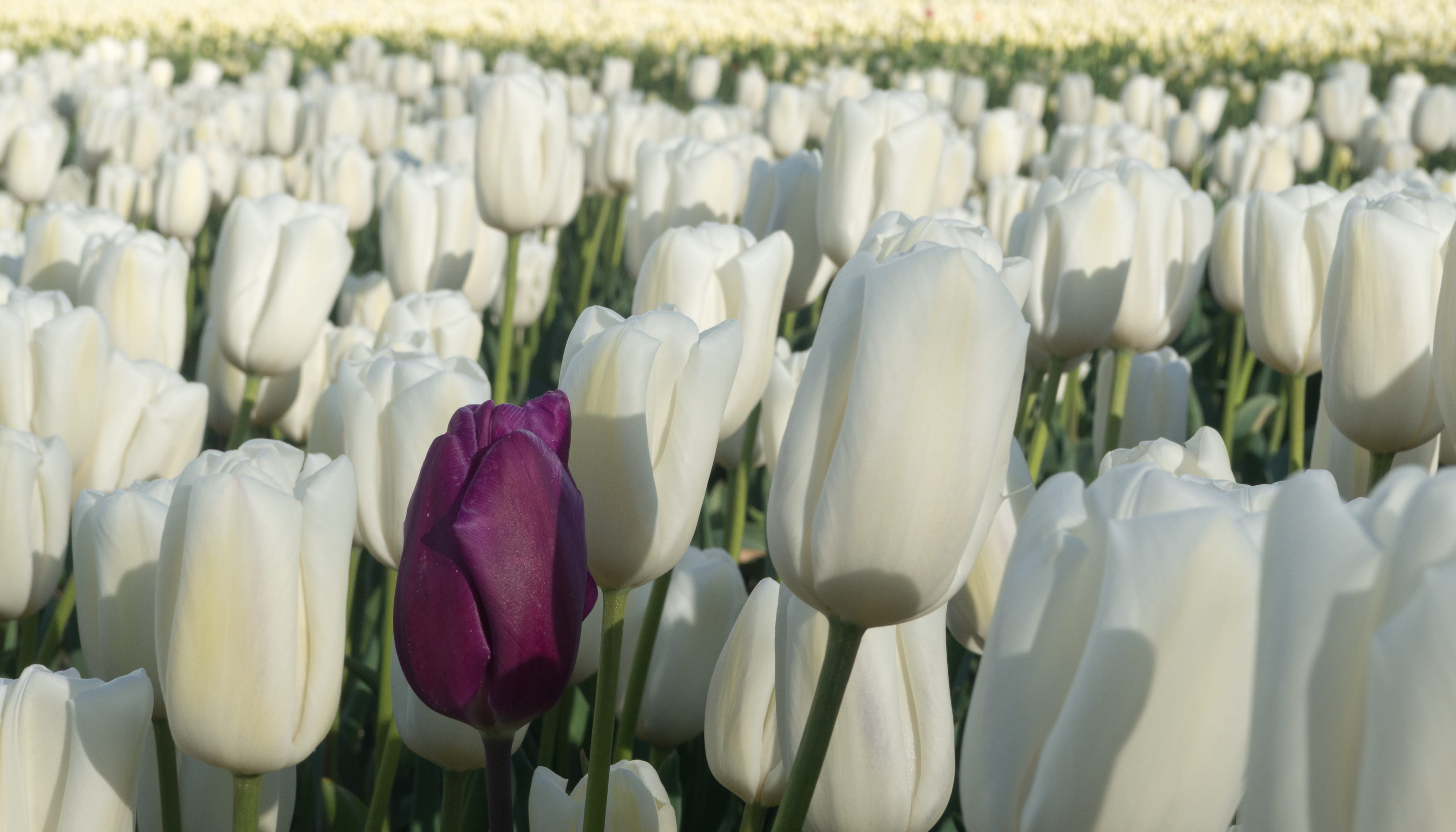 nature, nederland, netherlands, day, white, inflorescence, flowering plant, close-up, 4K, holland, flower head, fragility, tulp, white color, bunch of flowers, HD Wallpaper