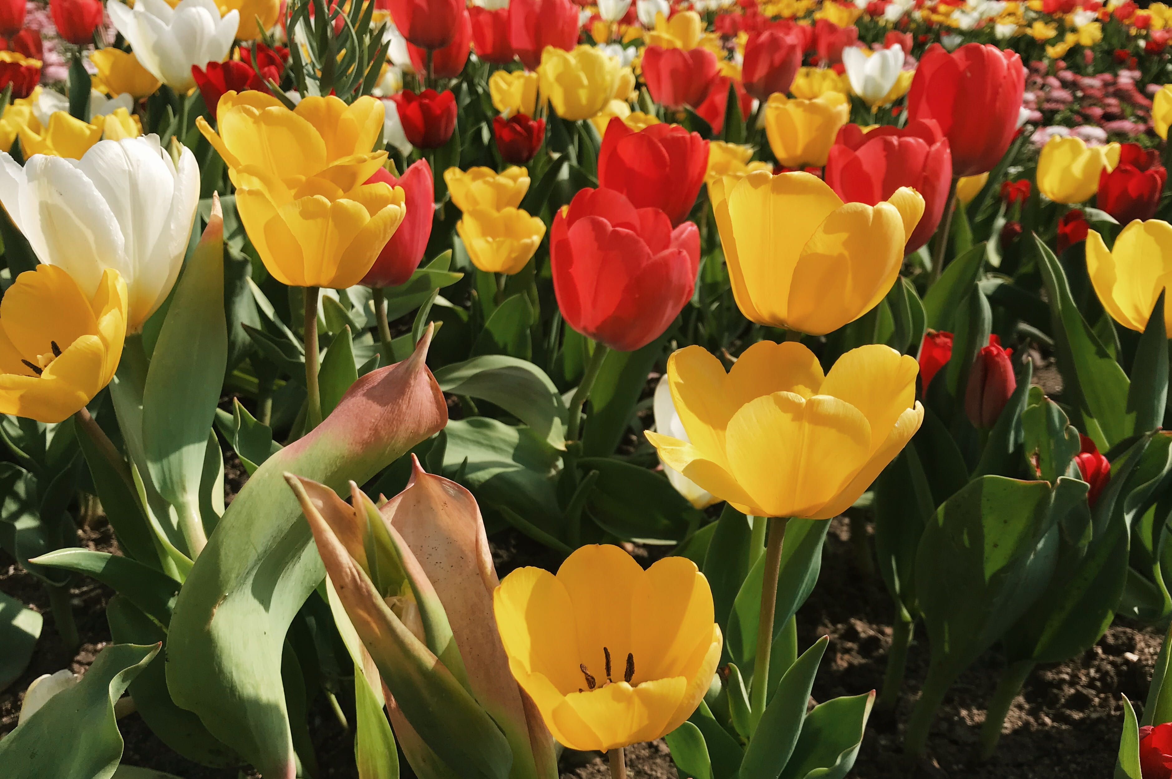 plant, tulips, flowers, freshness, fragility, petal, inflorescence, flower head, flowering plant, tulip, springtime, beauty in nature, nature, outdoors, HD Wallpaper