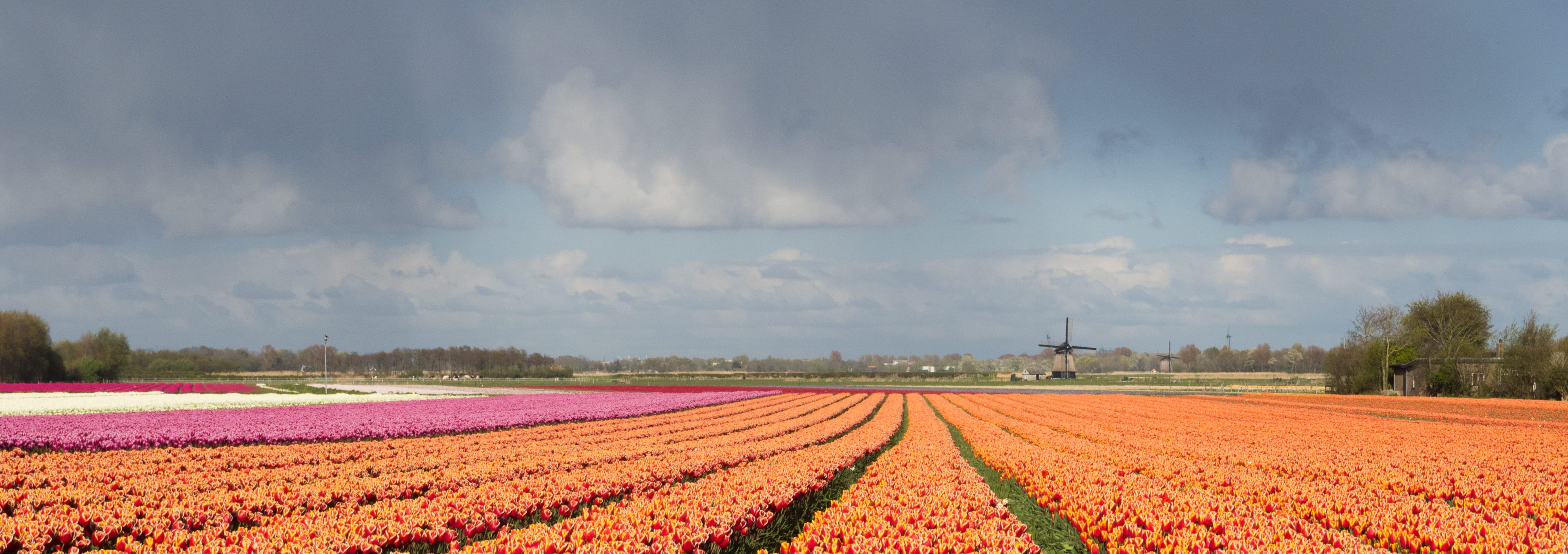 netherlands, landscape, rural scene, sky, tranquility, agriculture, tulip, scenics - nature, no people, freshness, plant, growth, tulp, springtime, beauty in nature, HD Wallpaper