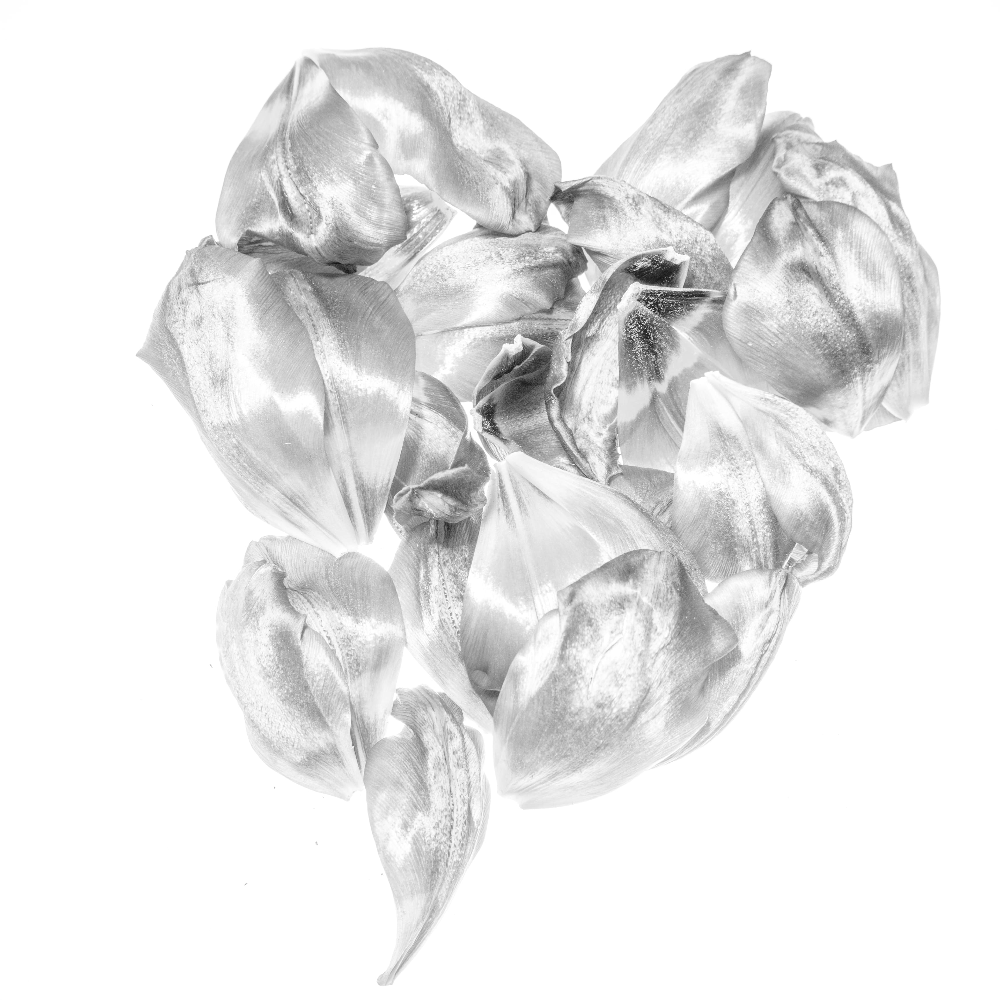 dry, rose, jewelry, Bloem, no people, freshness, aluminium, Flower, Tulip, apparel, accessories, indoors, flower head, flowering plant, Tulp, petal, blossom, Phone HD Wallpaper
