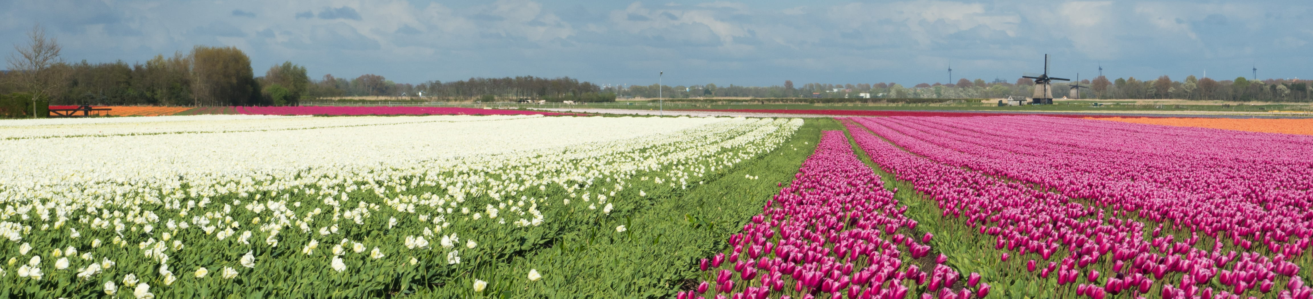 nature, flowers, pink color, freshness, sky, tulp, beauty in nature, environment, tulip, landscape, tranquility, plant, nederland, flower, scenics - nature, HD Wallpaper