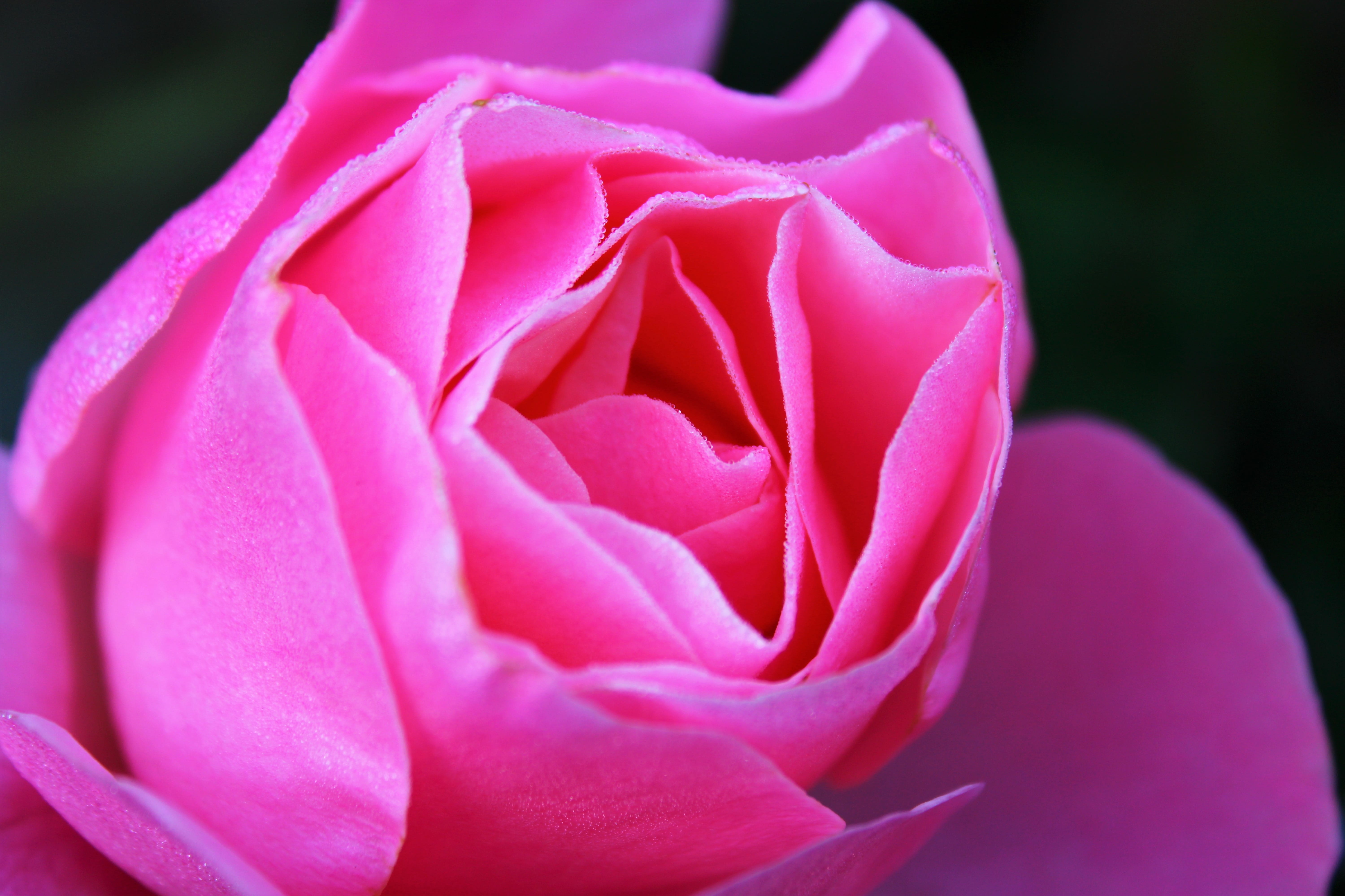 pink color, pink rose, beauty in nature, nature, extreme close-up, petals, petal, roos, the roses bloom, flowering plant, love, 5K, rose, growth, flower head, HD Wallpaper