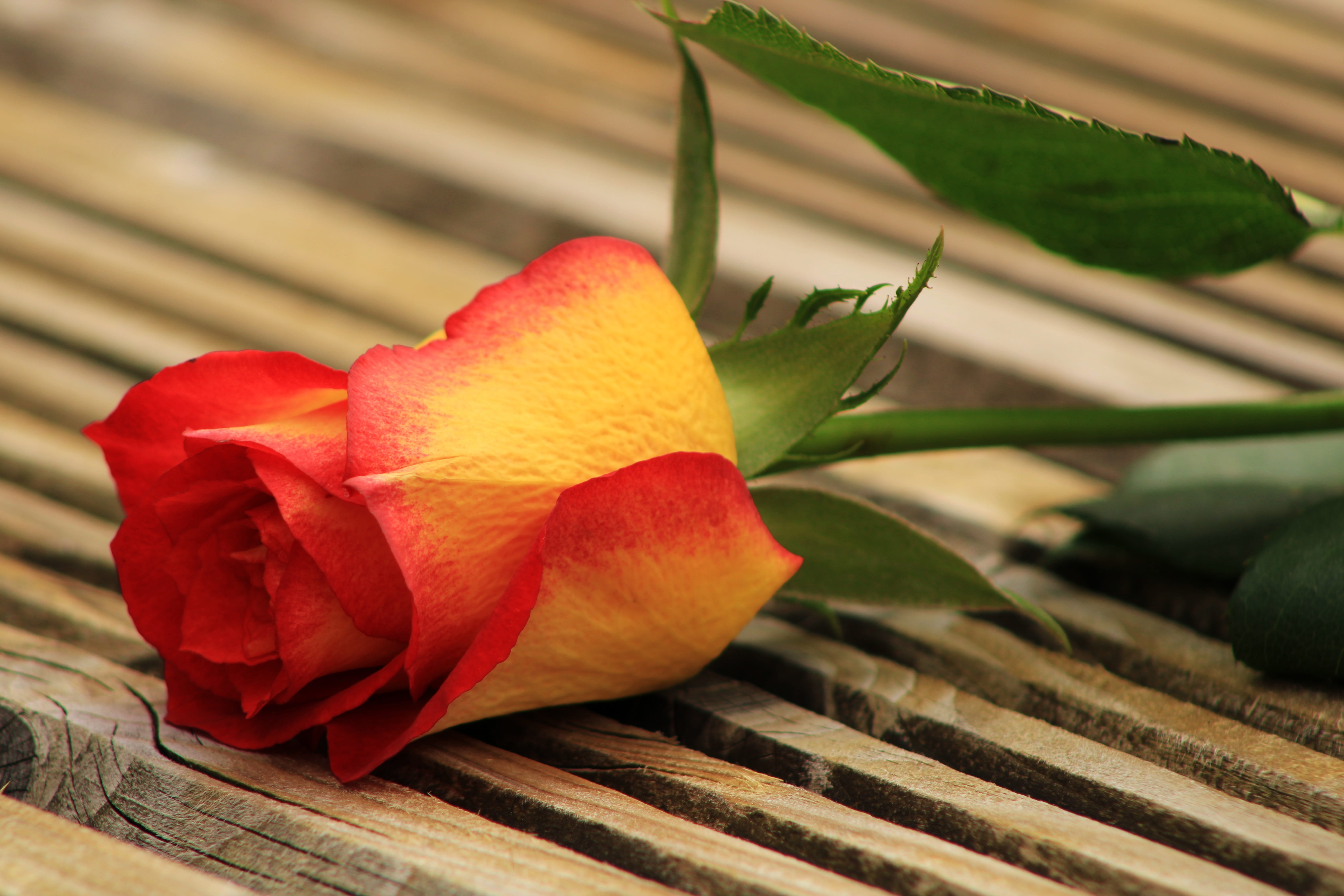 petal, vulnerability, flower head, beauty in nature, pink roses, background, plant part, garden, petals, roze, yellow orange rose, rose, bloem, bloesem, HD Wallpaper