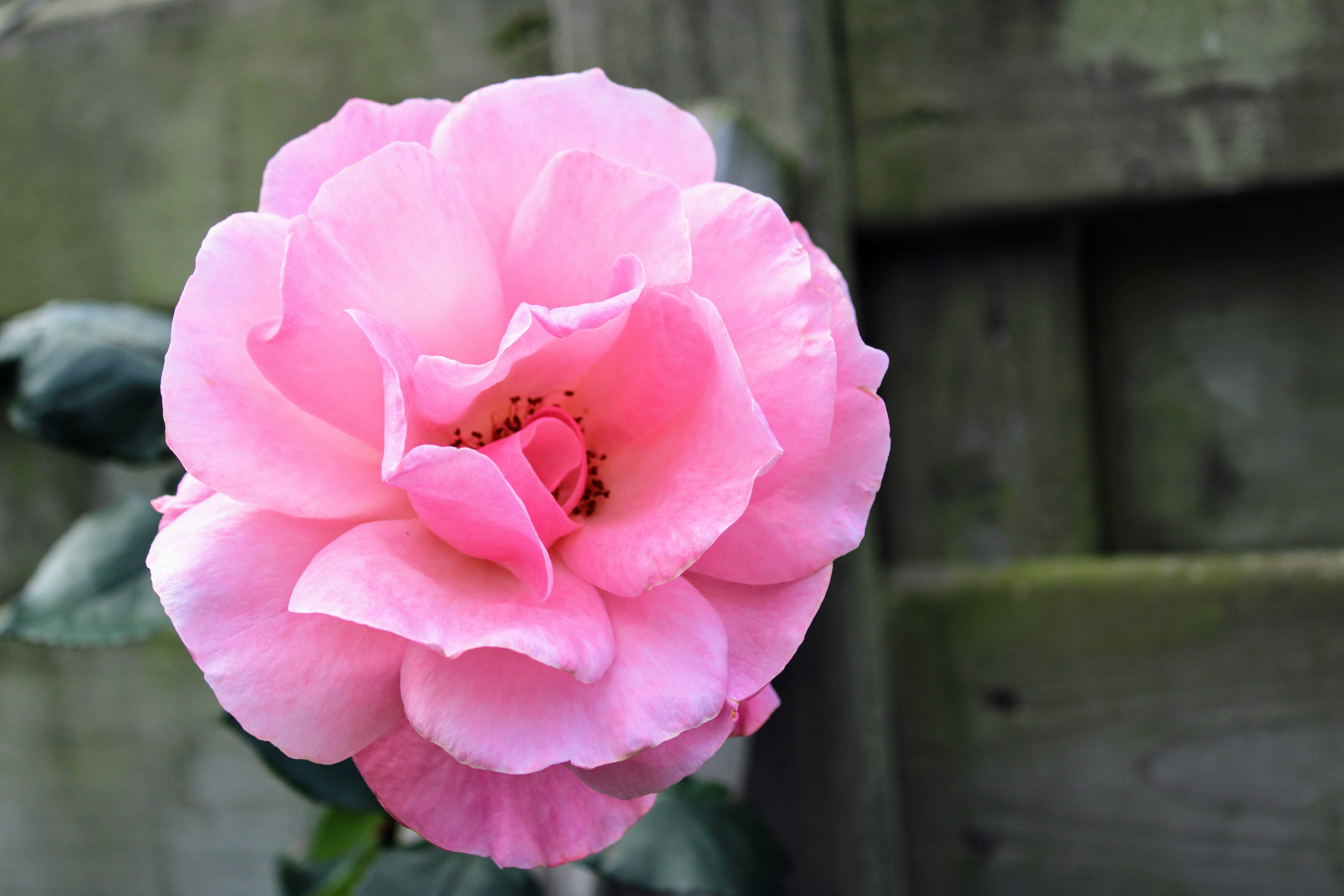 roses flowers, day, the roses bloom, outdoors, passion, petal, pink, insect, flower, garden, pink color, bloesem, beauty, focus on foreground, rose, bloeien, HD Wallpaper