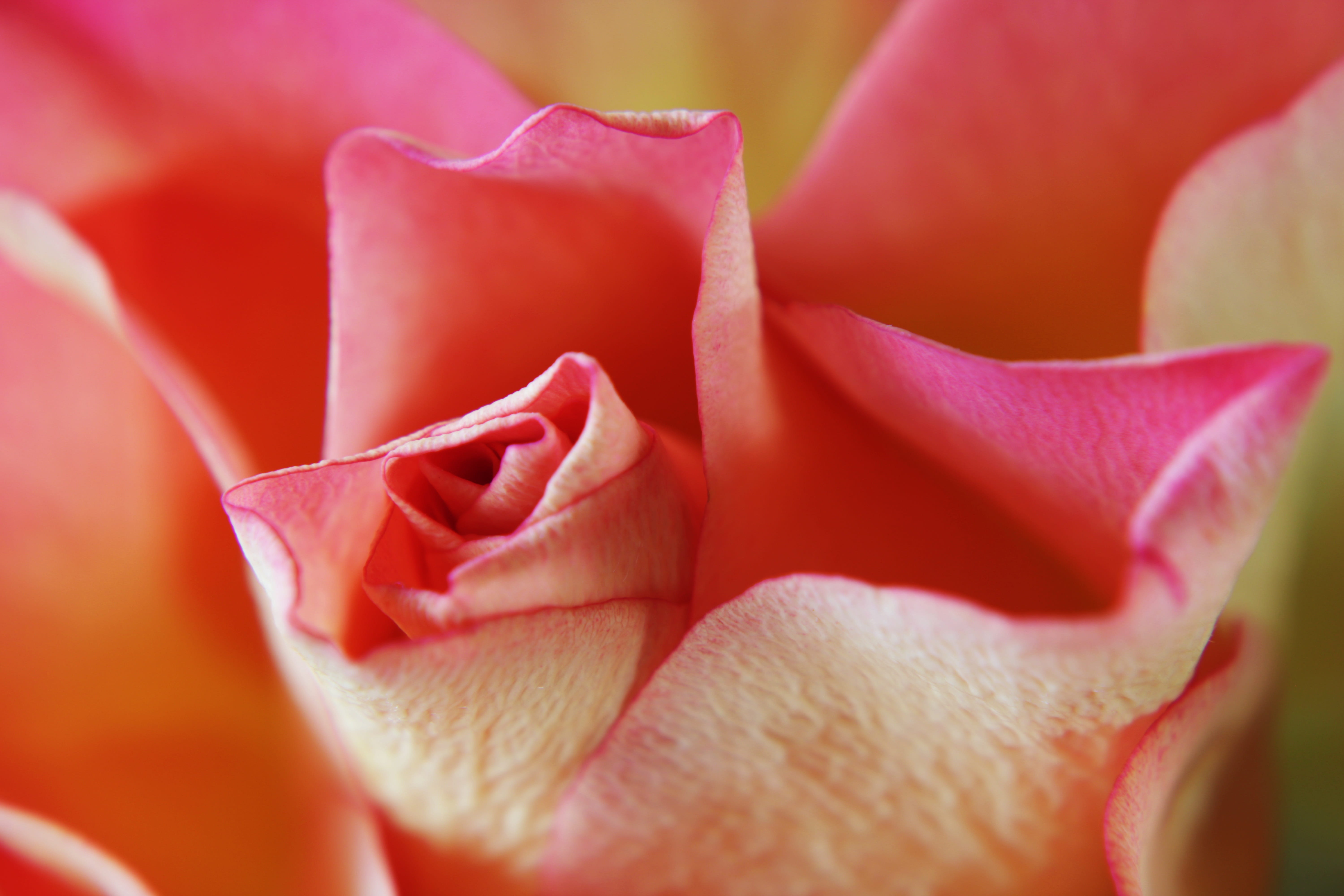 nature, garden, bloesem, flower, roze, bloom, close-up, growth, vulnerability, inflorescence, passion, feeling, roses flowers, flower garden, bloem, macro, HD Wallpaper