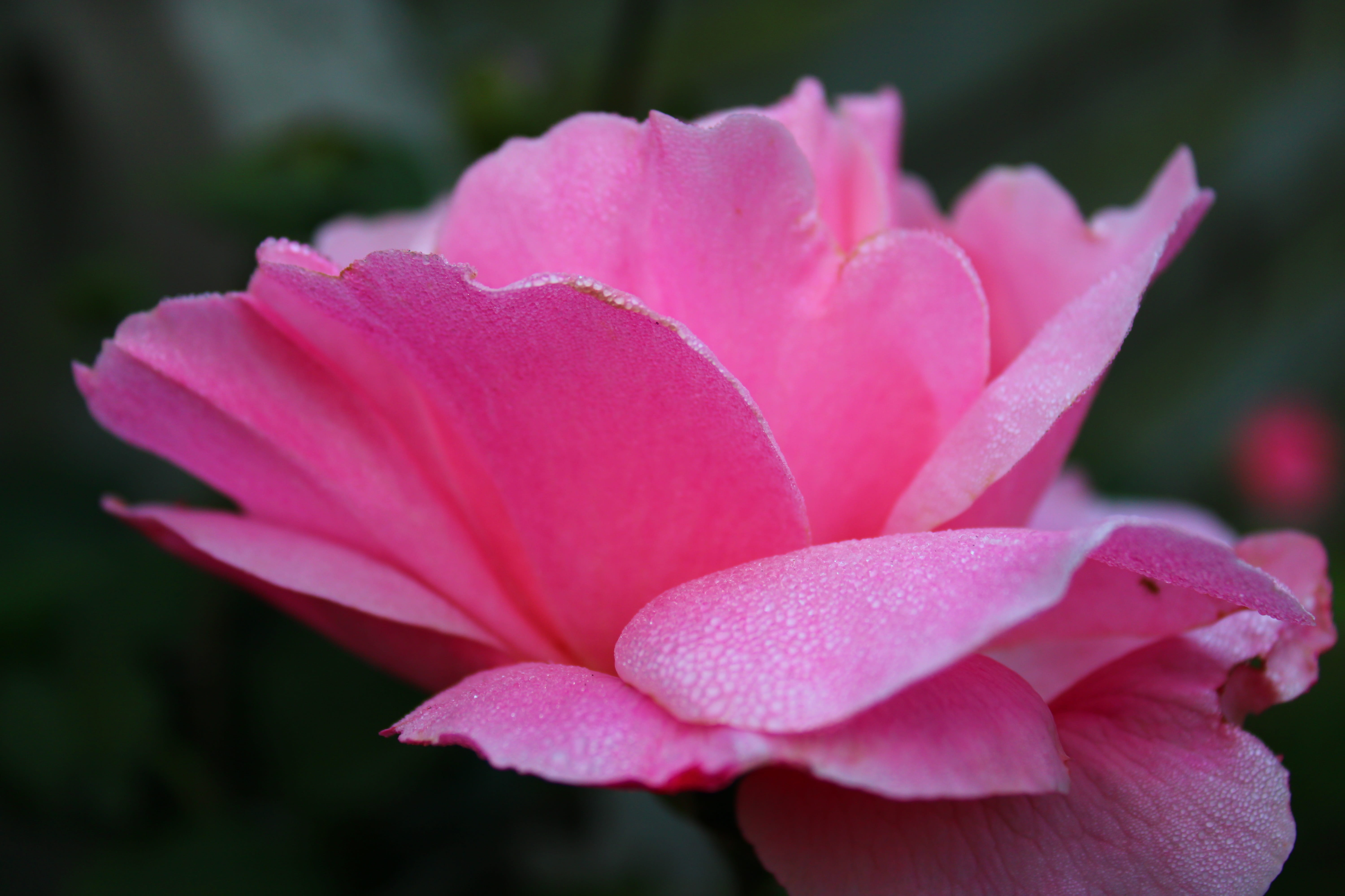 beauty, roze, inflorescence, freshness, flower head, plant, love, nature, petals, close-up, beauty in nature, pink flower, passion, rose, dew drops, flowering plant, HD Wallpaper