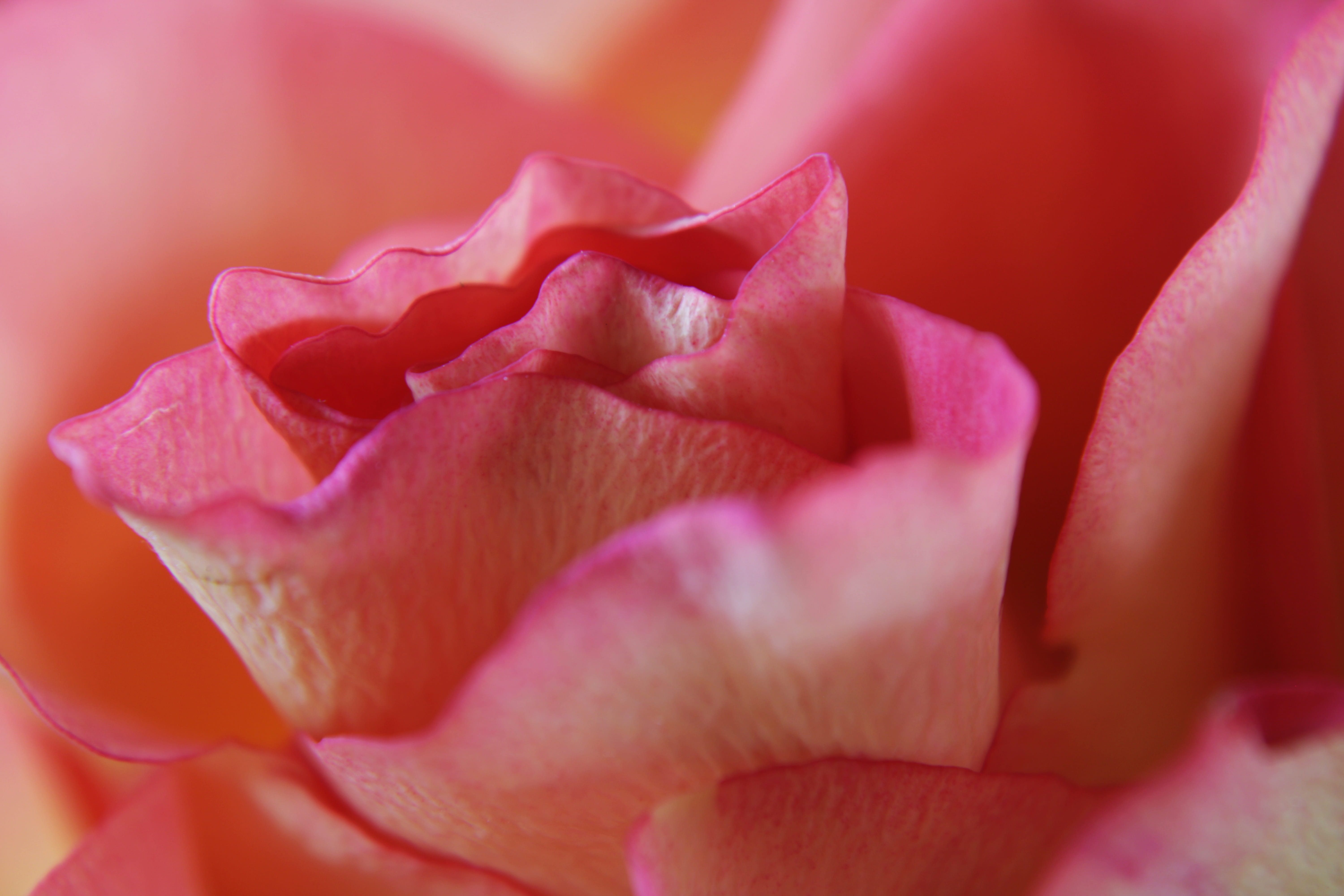 flower, pink color, valentines day - holiday, love, nature, macro, bloesem, fragility, bloom, extreme close-up, flower garden, no people, garden, selective focus, HD Wallpaper