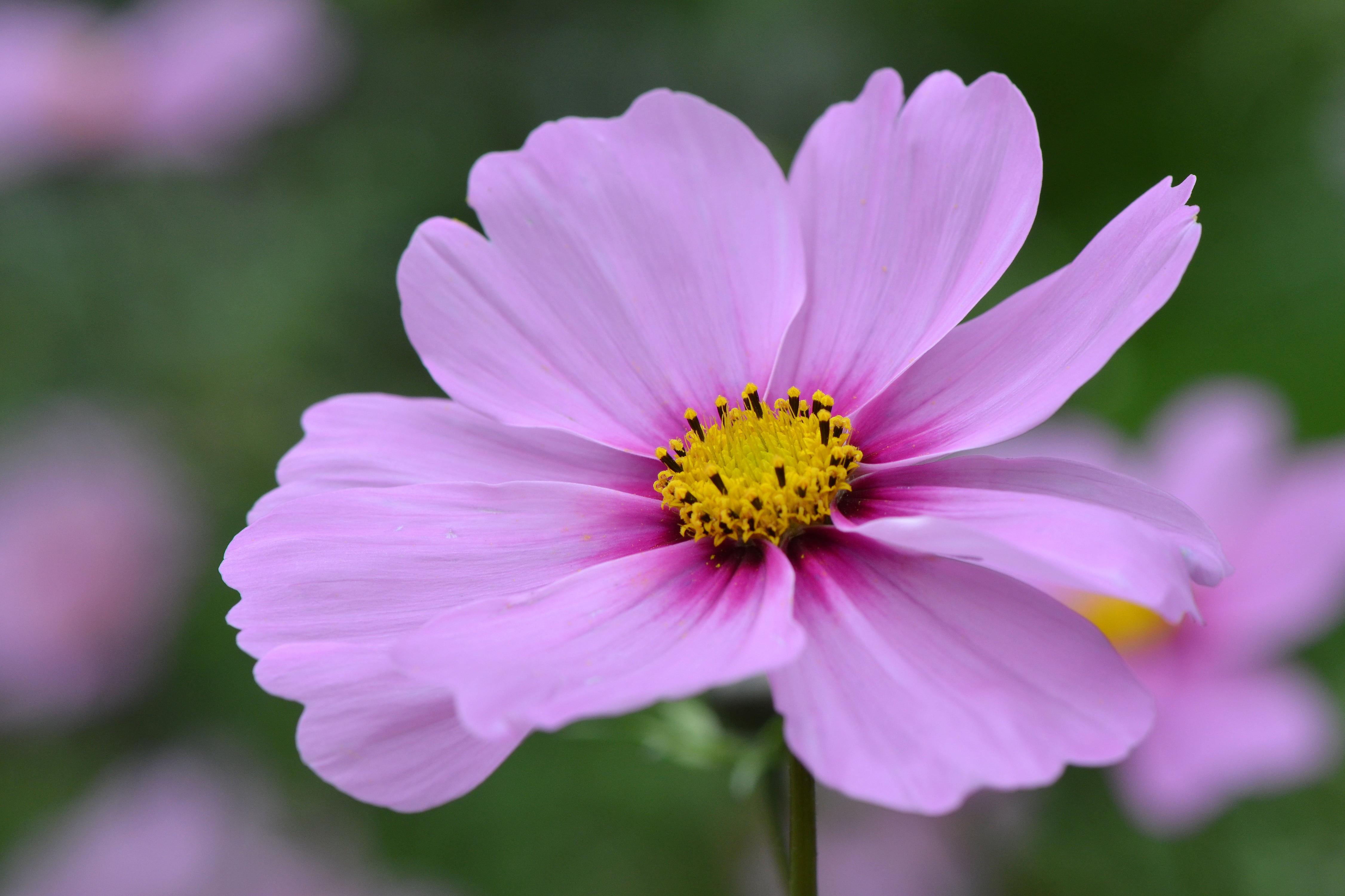 photo, petal, pink, selective, bloem, nikon  d5100, plant, 4K, autumn, petaled, close-up, daisy, flower, nature, focus, Purple flower, selective focus, HD Wallpaper