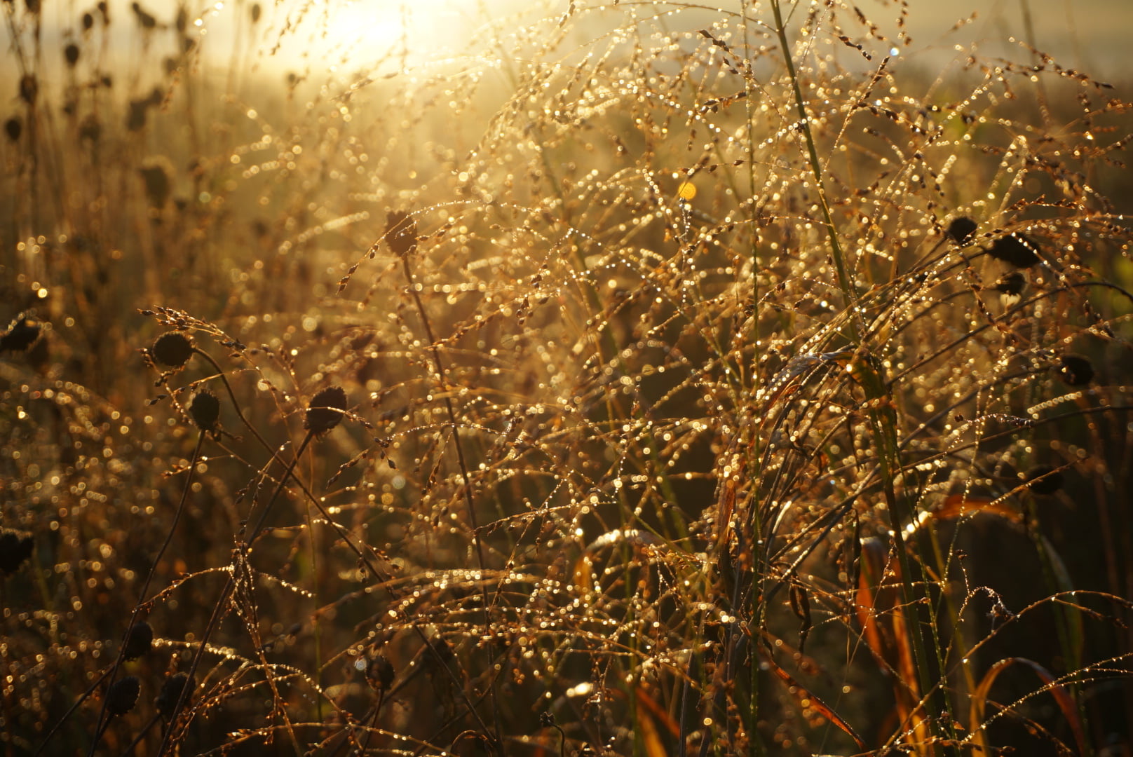pure Michigan, 720P, sparkle, brown, plant, nature, summer, grass, sunset, yellow, Fields of gold, morning dew, early autumn, field, backgrounds, outdoors, HD Wallpaper