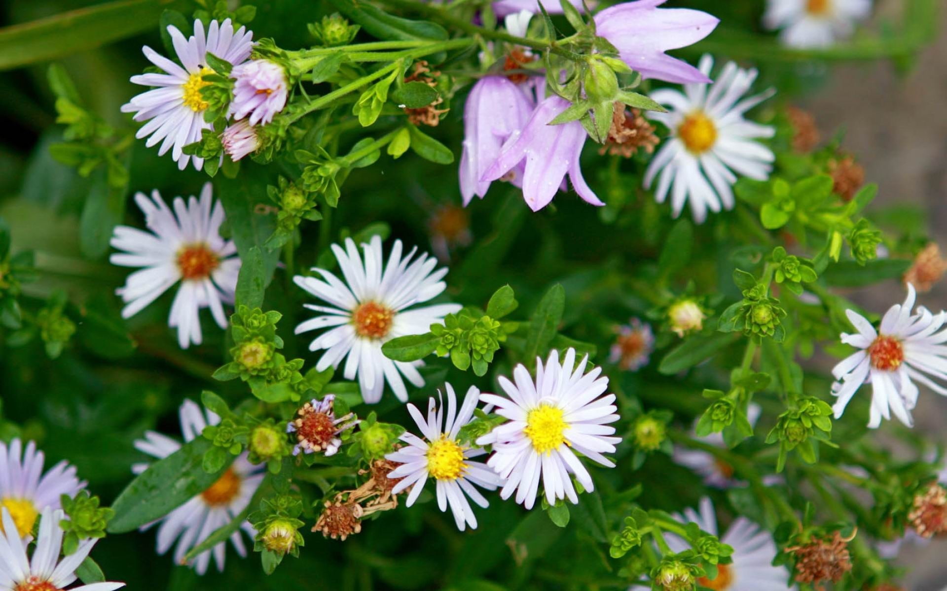 pictures, 1080P, vulnerability, day, flower, freshness, flower head, flowering plant, close-up, hd, grass, growth, flowers, plants, daisy, pollen, fragility, HD Wallpaper