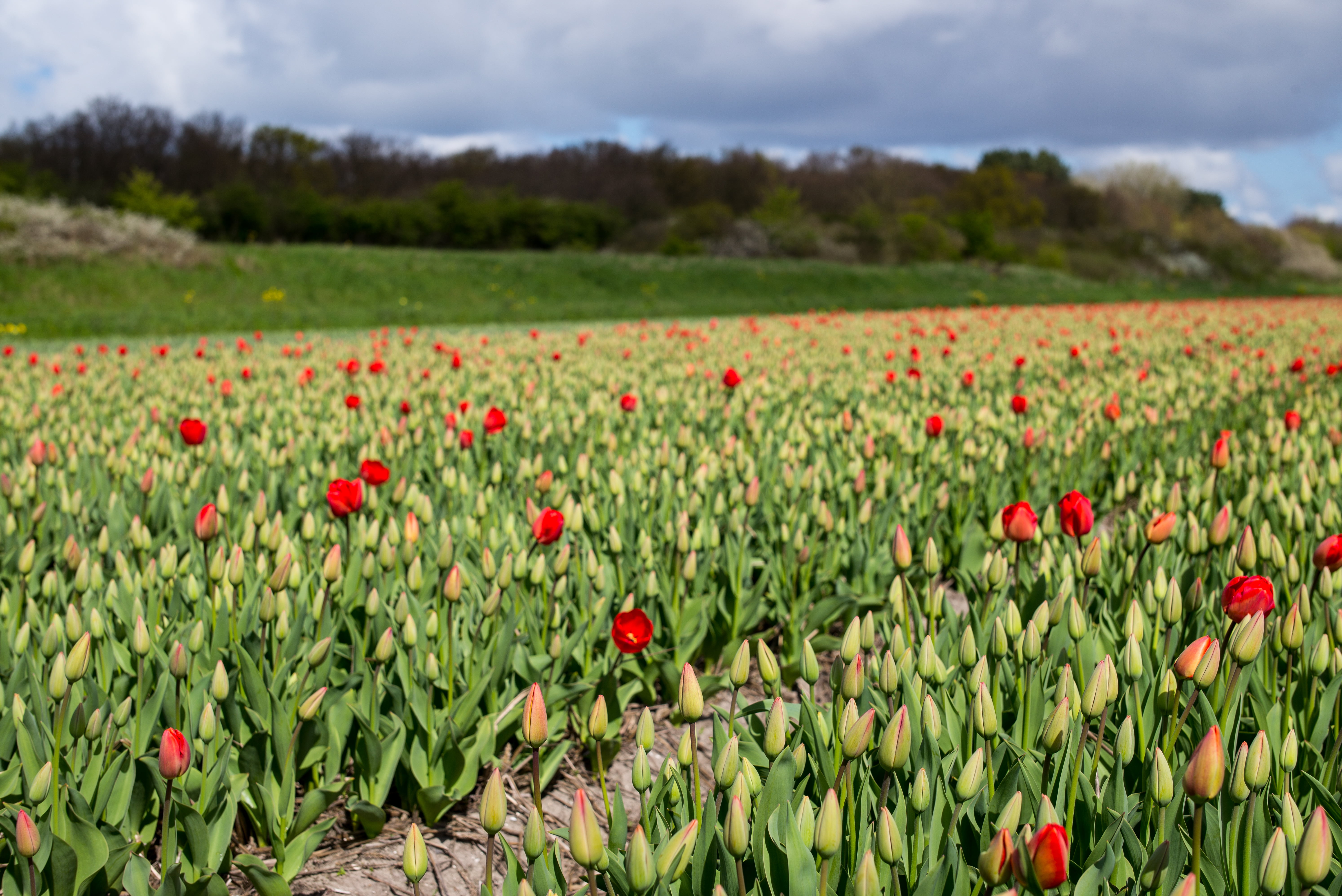 green Color, red, bulb, buds, landscape, flower, spring, field, summer, agriculture, outdoors, fields, Europe, Leica  M, M  240, farming, 5K, tulips, tulip, HD Wallpaper
