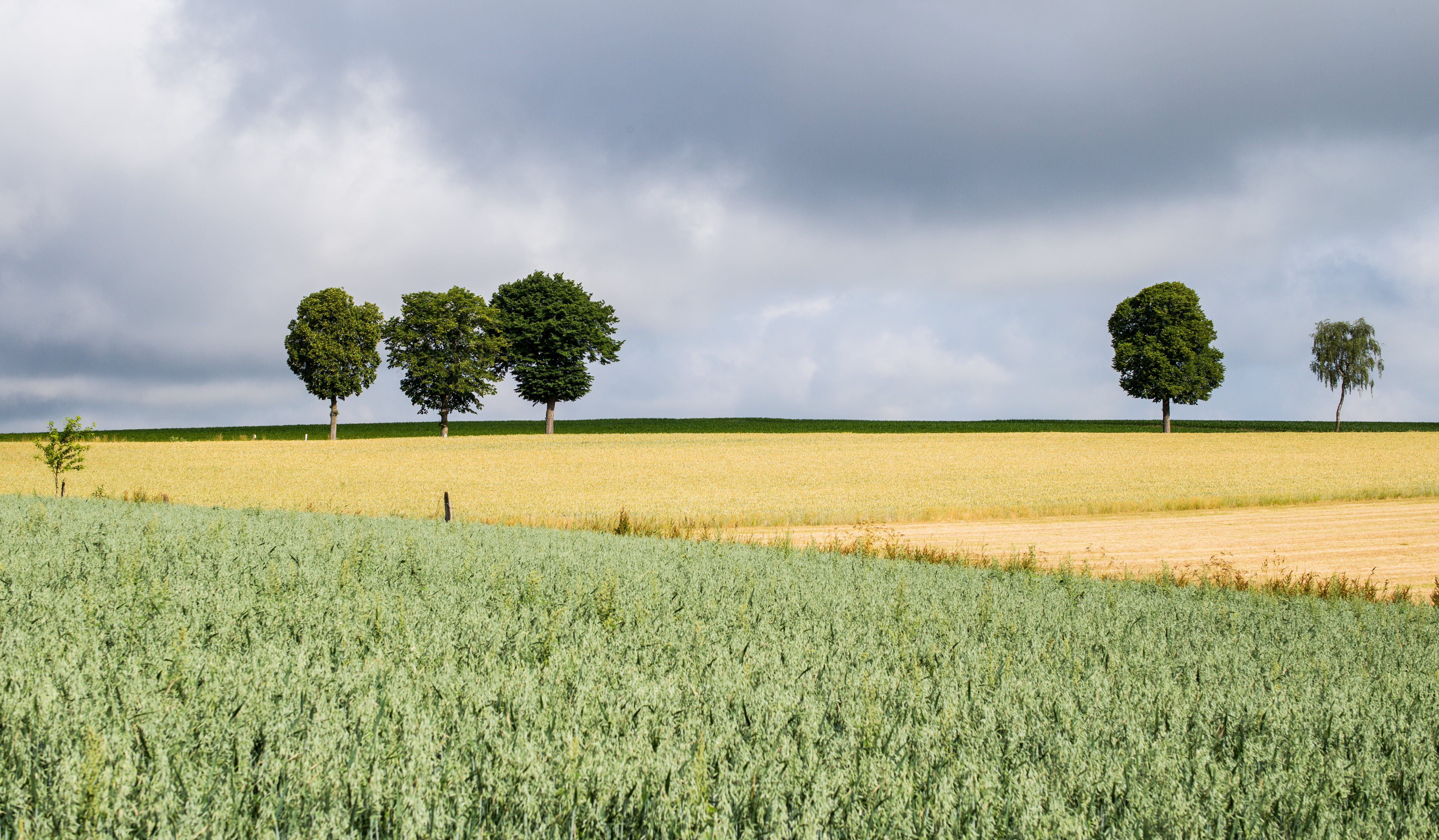 blue, forest, trees, land, nature, sky, M  240, daytime, Europe, outdoors, green, field, countryside, brown, farm, Landscape, agriculture, travel, tree, HD Wallpaper