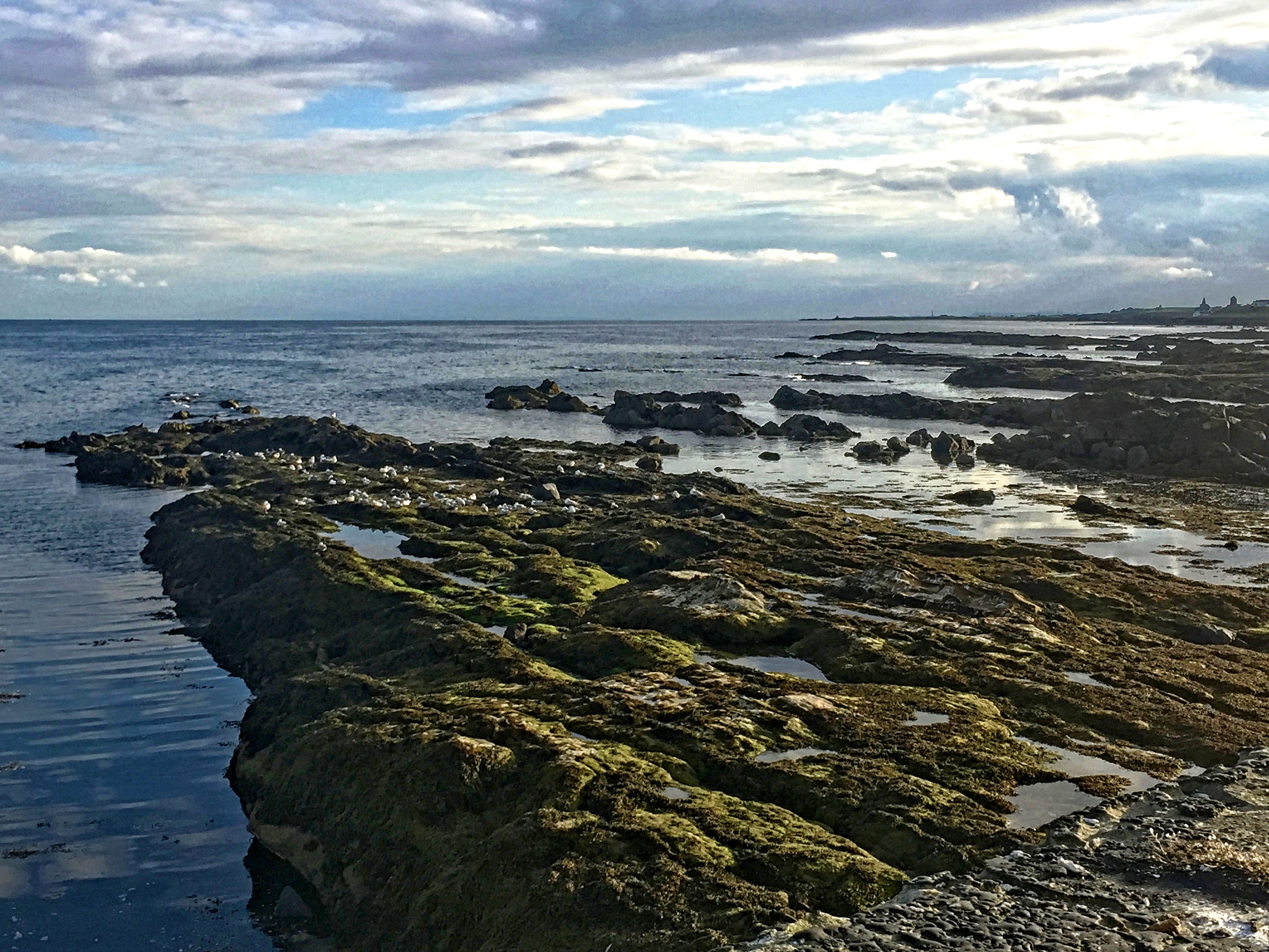 tranquil scene, seabirds, pittenweem harbour, clouds, outdoors, scenics - nature, rocks, rocky coastline, beauty in nature, sky, pittenweem, no people, HD Wallpaper