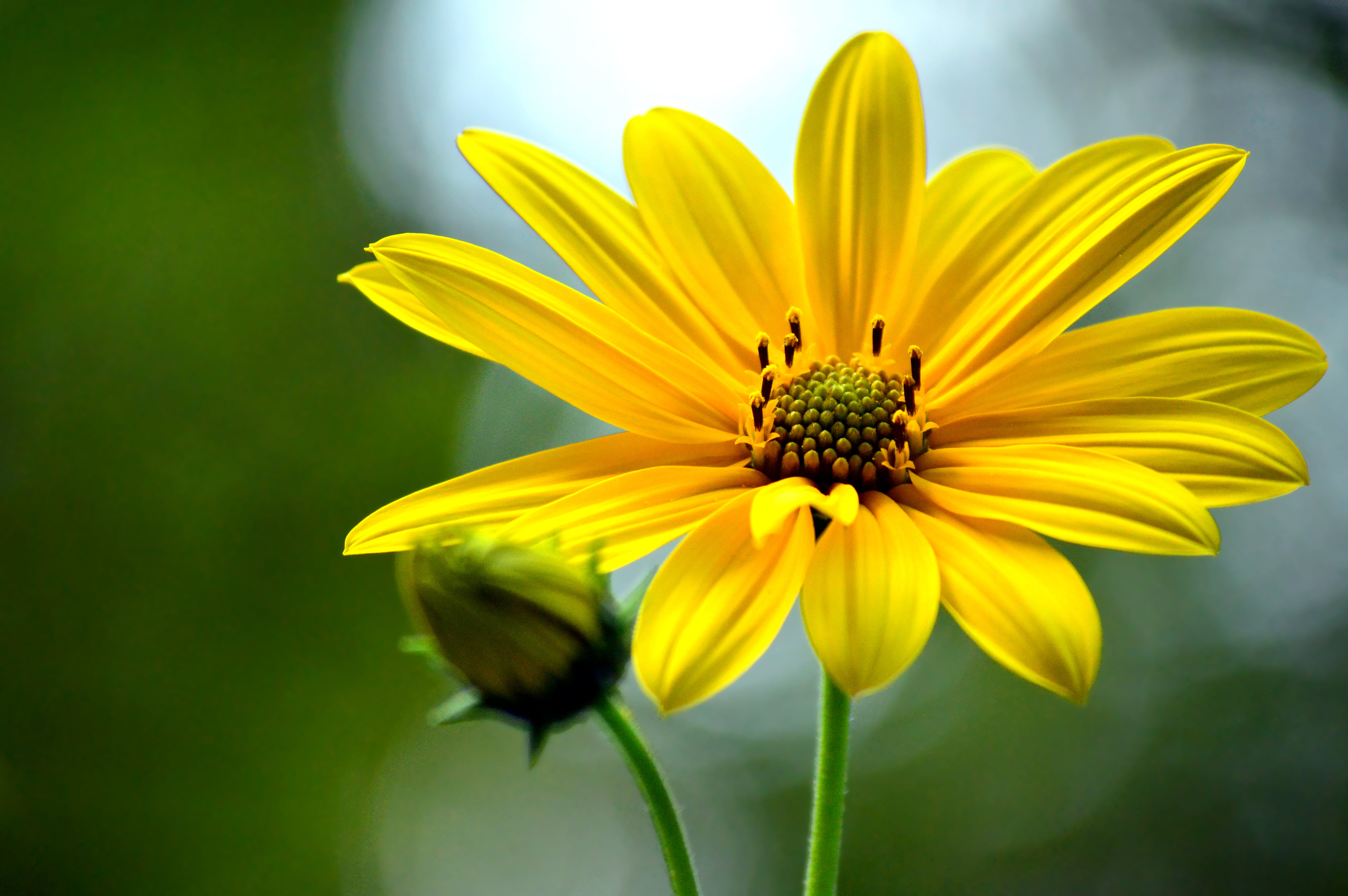 heyday, petaled, auge, macro, nature, flower Head, flower, amarillo, giallo, beauty In Nature, yellow, close-up, bloom, summer, single Flower, petal, daisy, HD Wallpaper