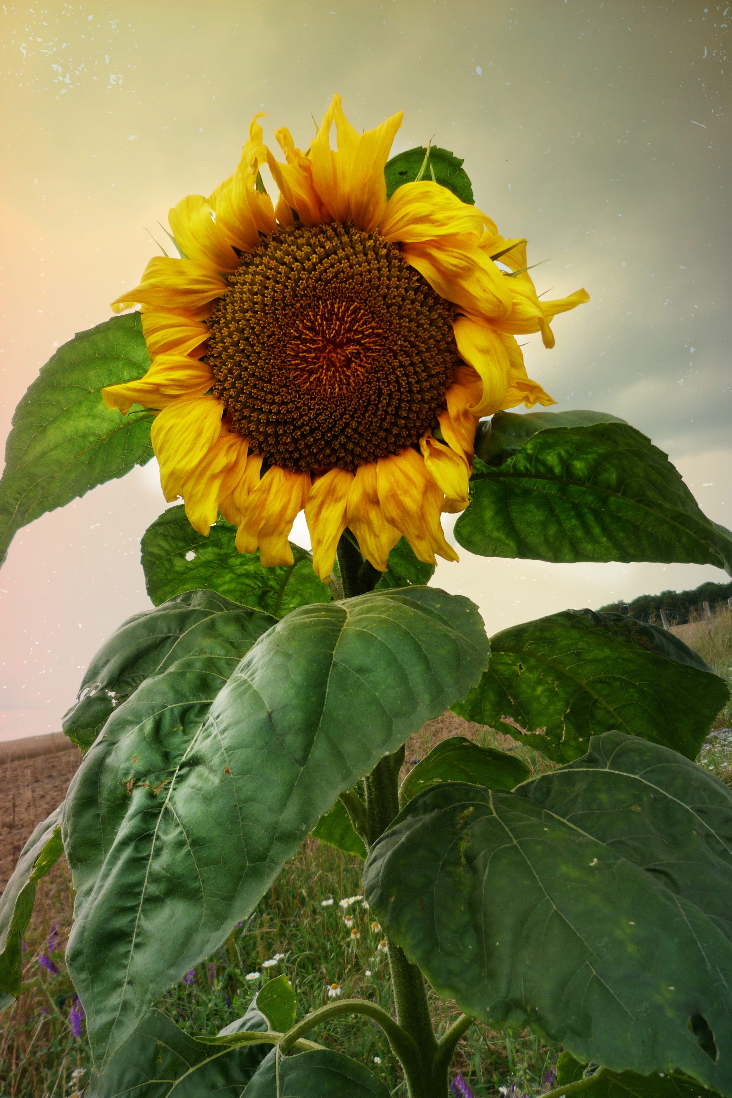 autumn, 4K, leaf, fragility, gelb, sunflower, no people, petal, nature, growth, flower head, flower, vulnerability, flowering plant, inflorescence, freshness, Phone HD Wallpaper