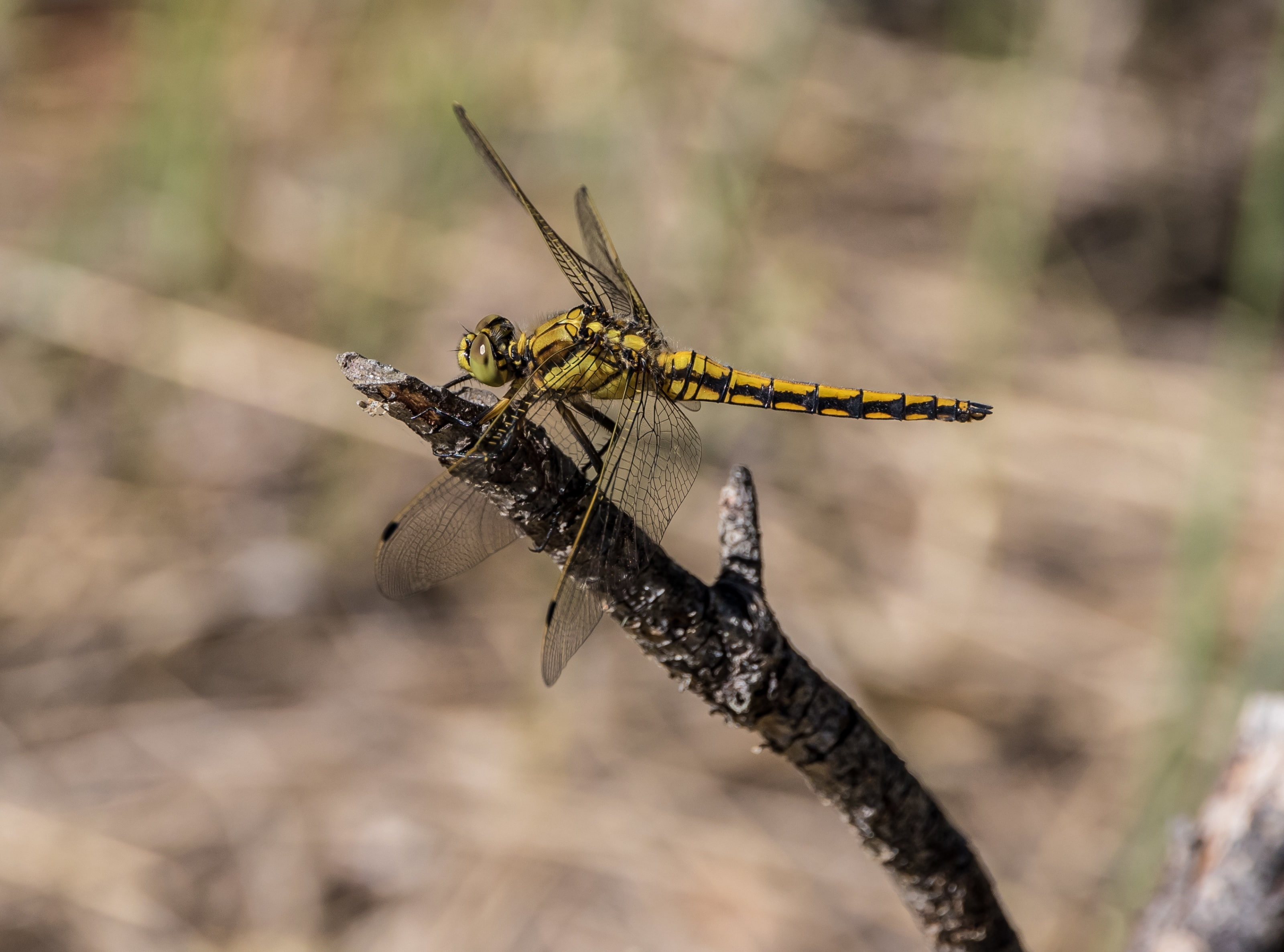 Animals, nature, day, keiljungfer, close-up, selective focus, Insects, gelbe, simillimus, Dragonfly, animals in the wild, 2K, animal wildlife, one animal, HD Wallpaper