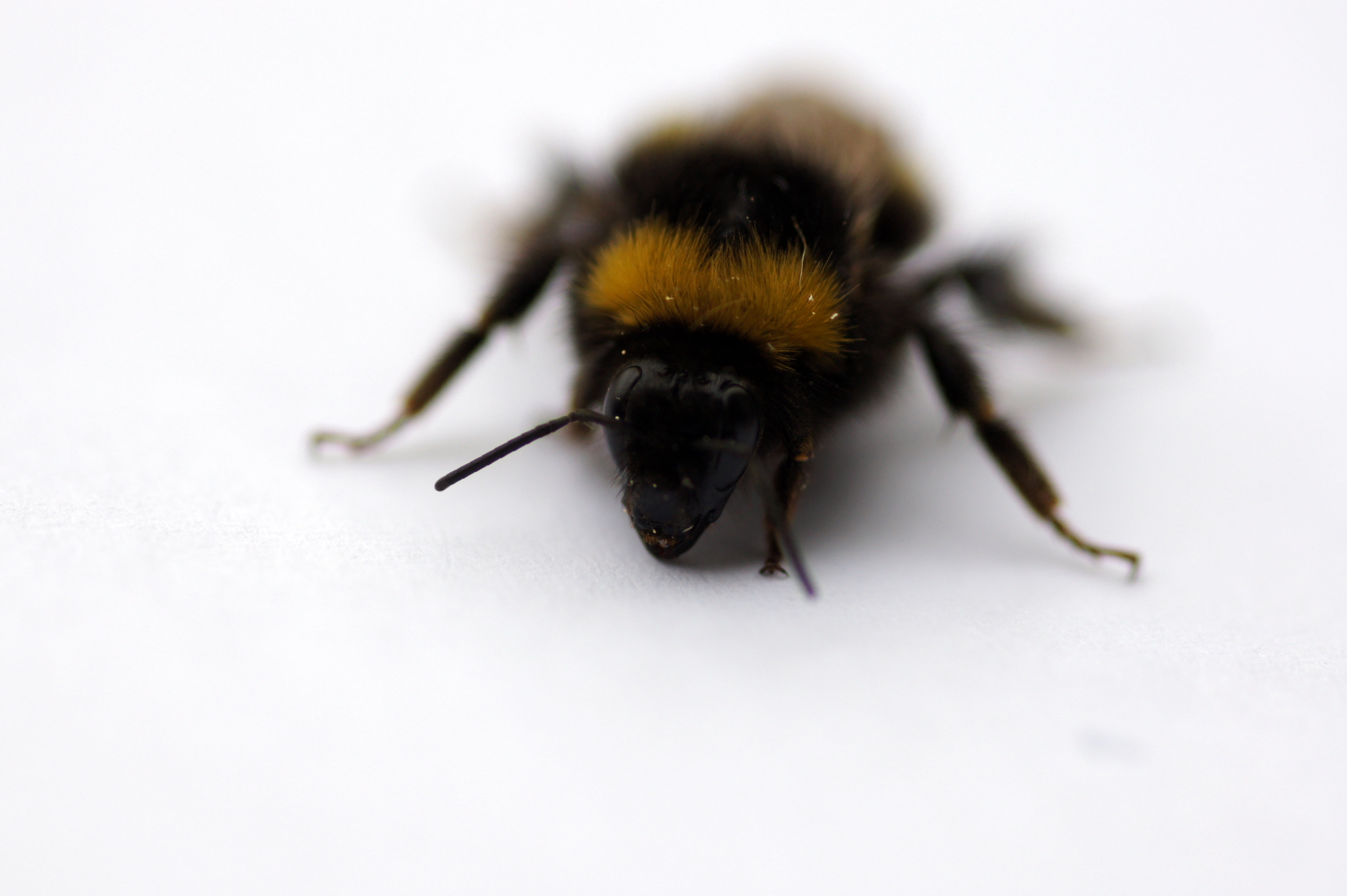 close-up, animal, brown, 4K, macro, nature, gelb, schwarz, insect, yellow, makro, tier, bee, HD Wallpaper