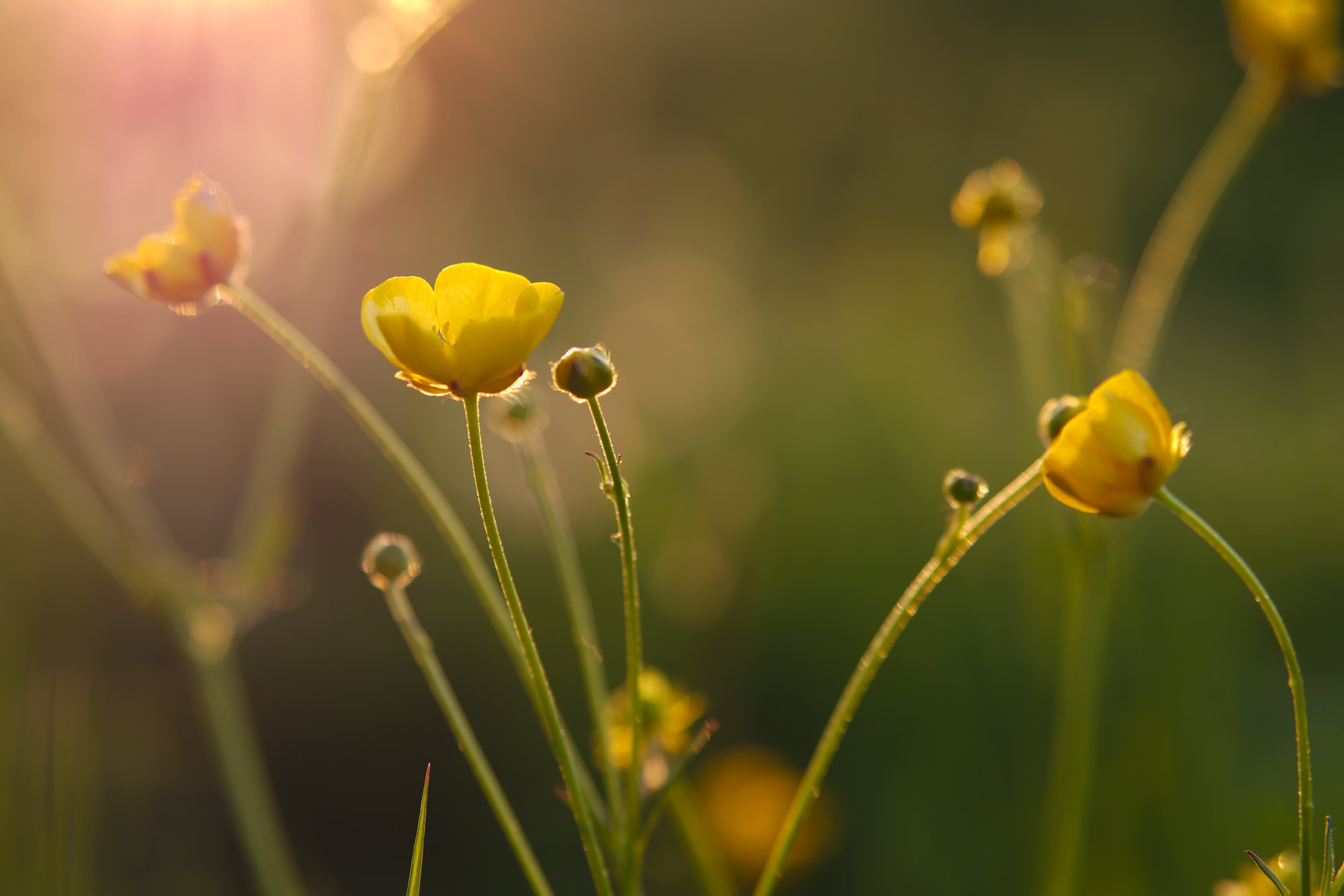flower, springtime, Gelb, beauty In Nature, focus, yellow, green Color, shallow, summer, meadow, Bokeh, mFT, shallow focus, outdoors, Sonne, Lumix, DMC, HD Wallpaper