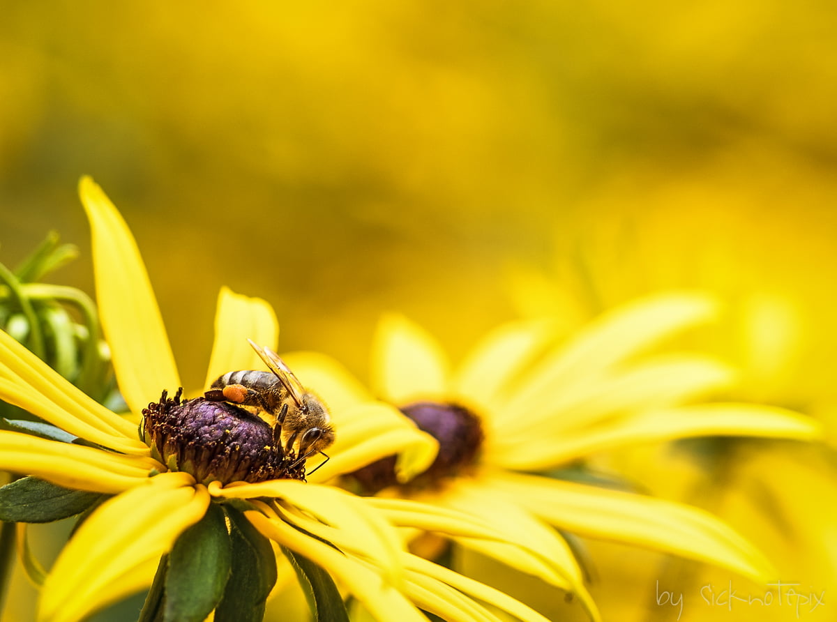 Pentax, Bee, Yellow, photography, 480P, plant, close up photography, daytime, white, perching, nature, Macro, flower, petaled, summer, Makro, insect, close, HD Wallpaper